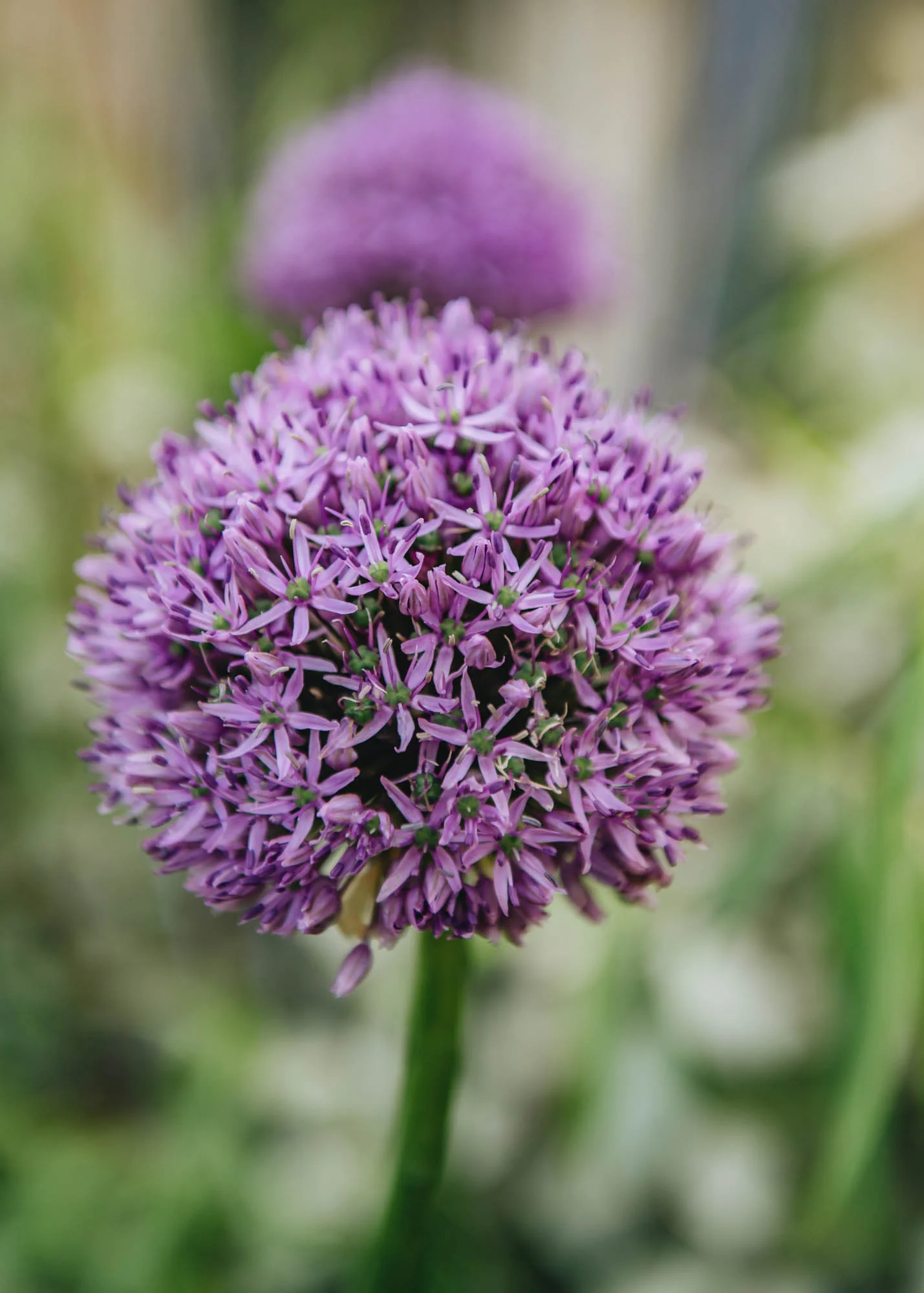 Allium Gladiator, 2/3L - Image 2