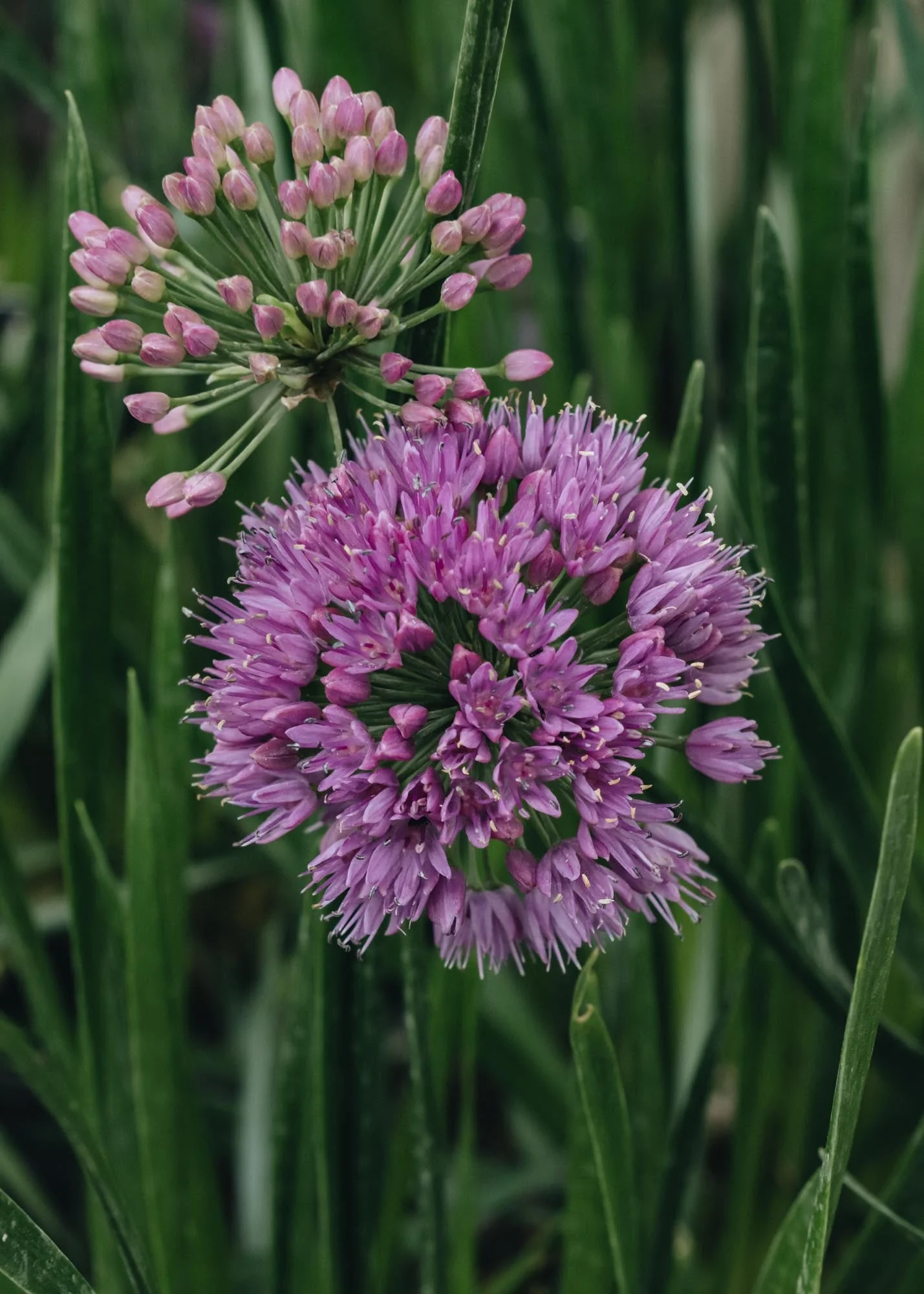 Allium Millenium, 2L