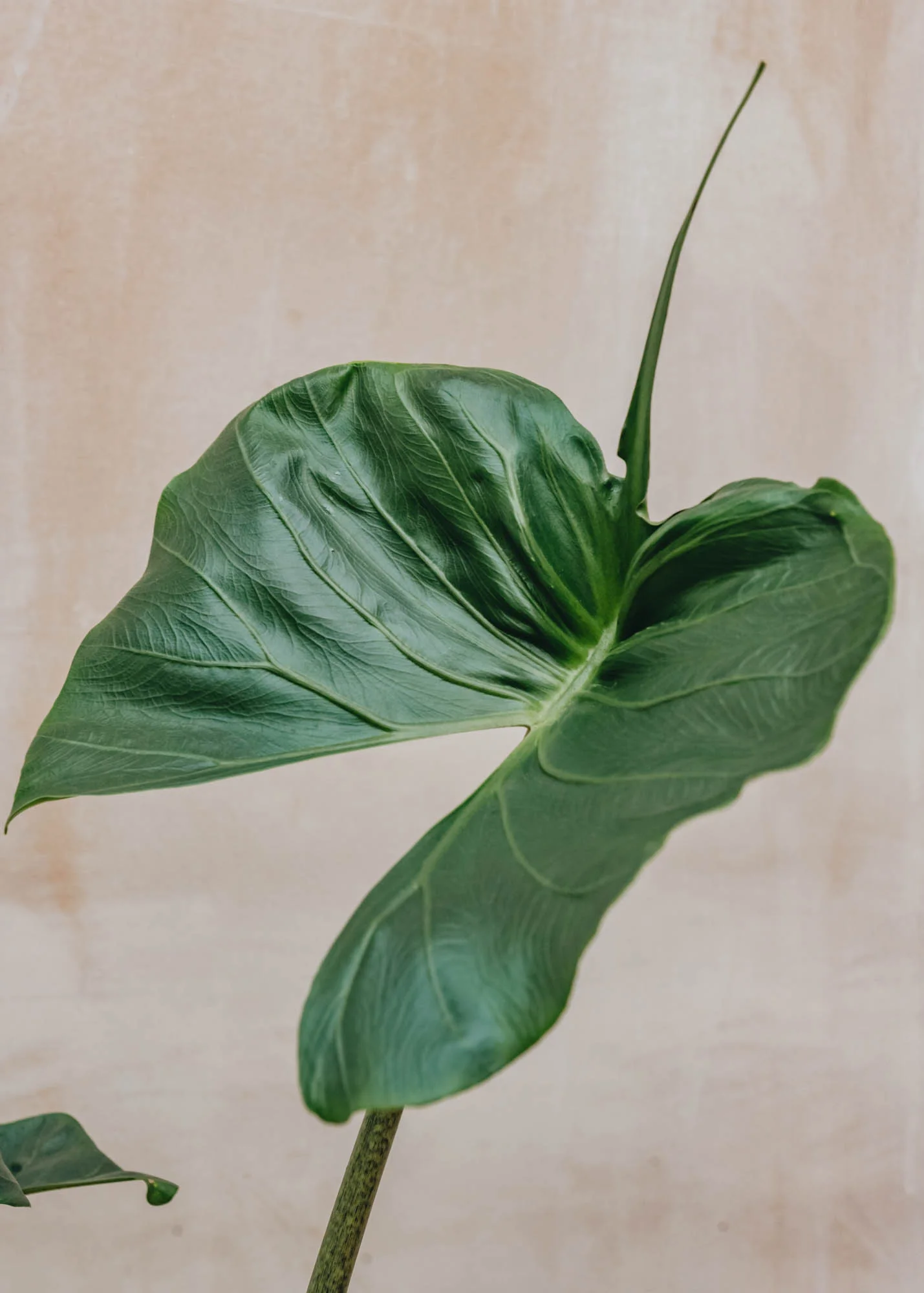 Alocasia Stingray - Image 2
