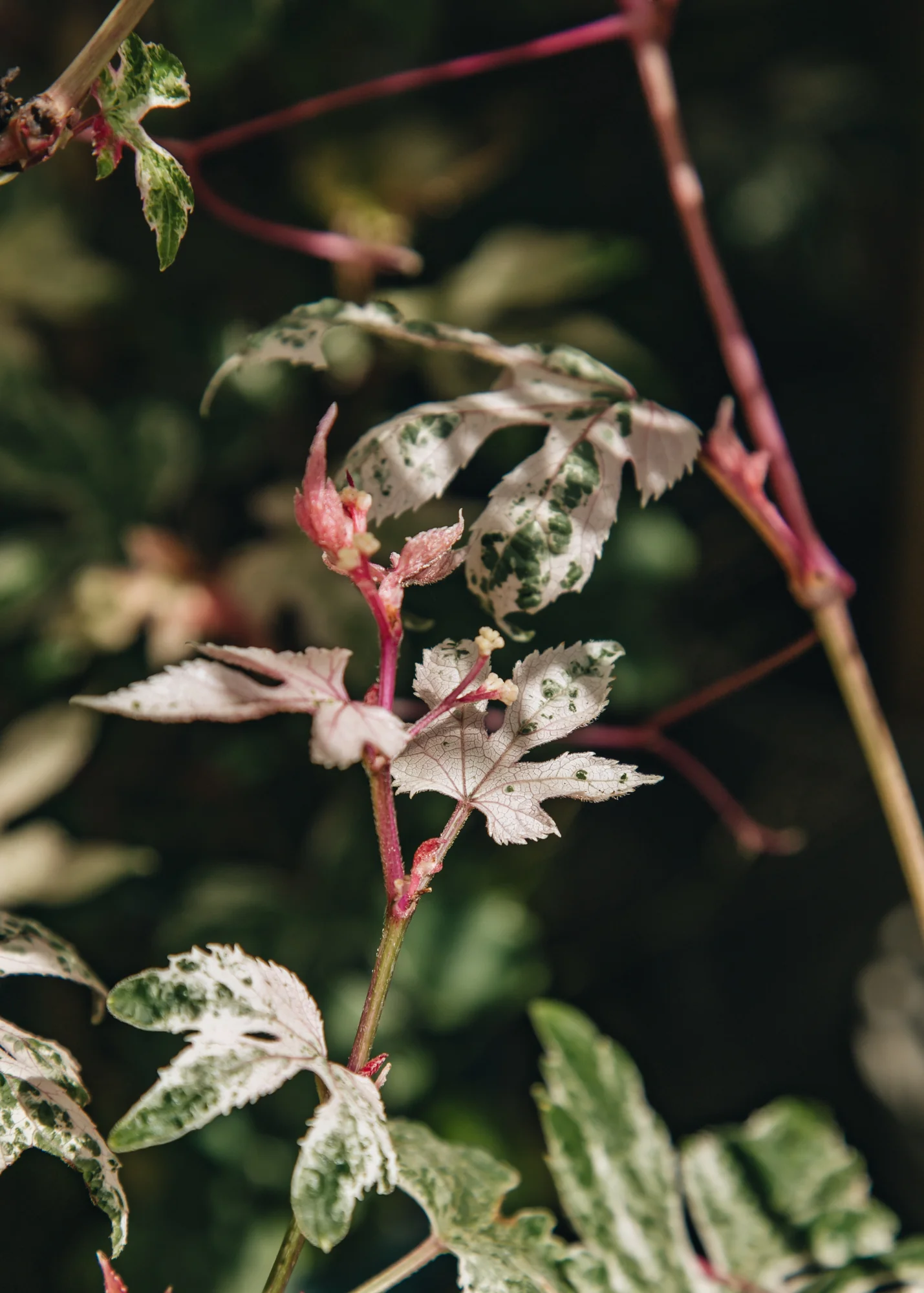 Ampelopsis brevipeduncilata 'Elegans', 3L - Image 2