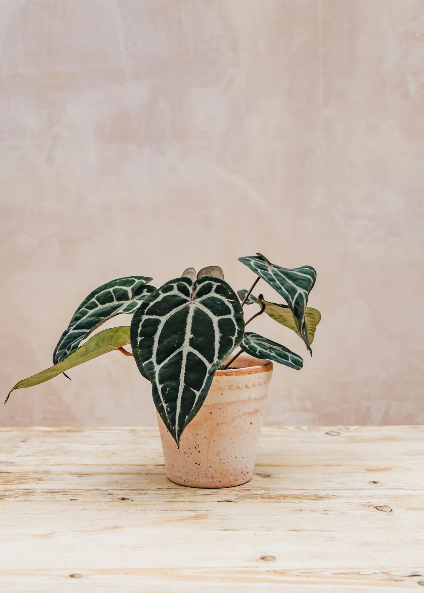 Anthurium DocBlock® Michelle®