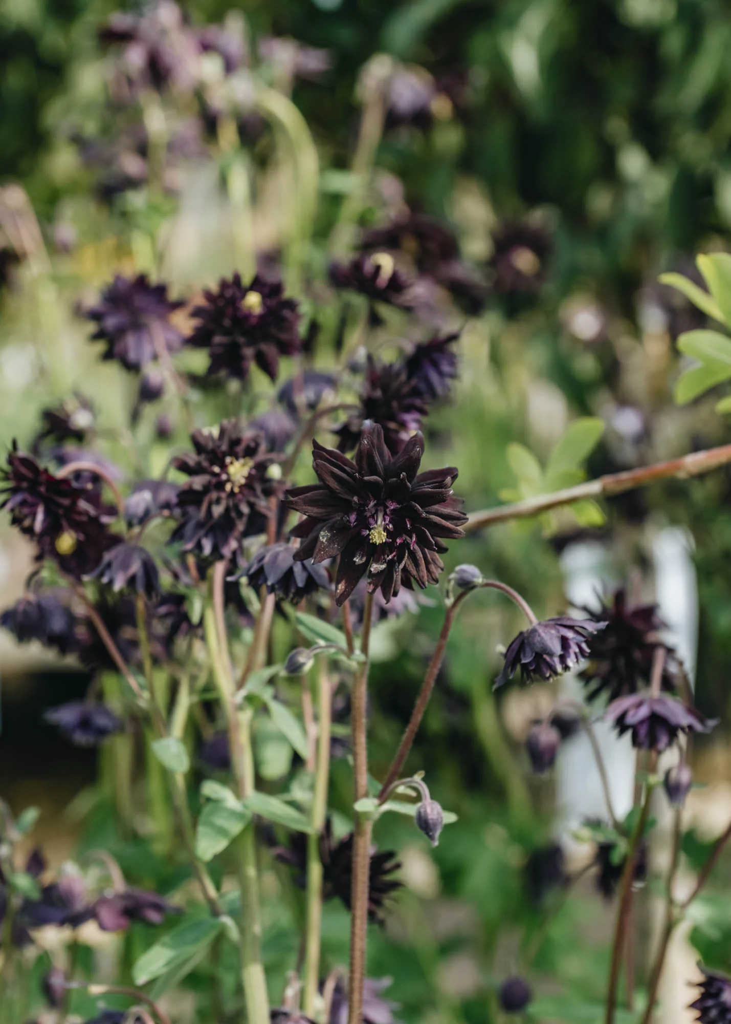 Aquilegia vulgaris var. stellata Barlow Black, 2/3L - Image 2