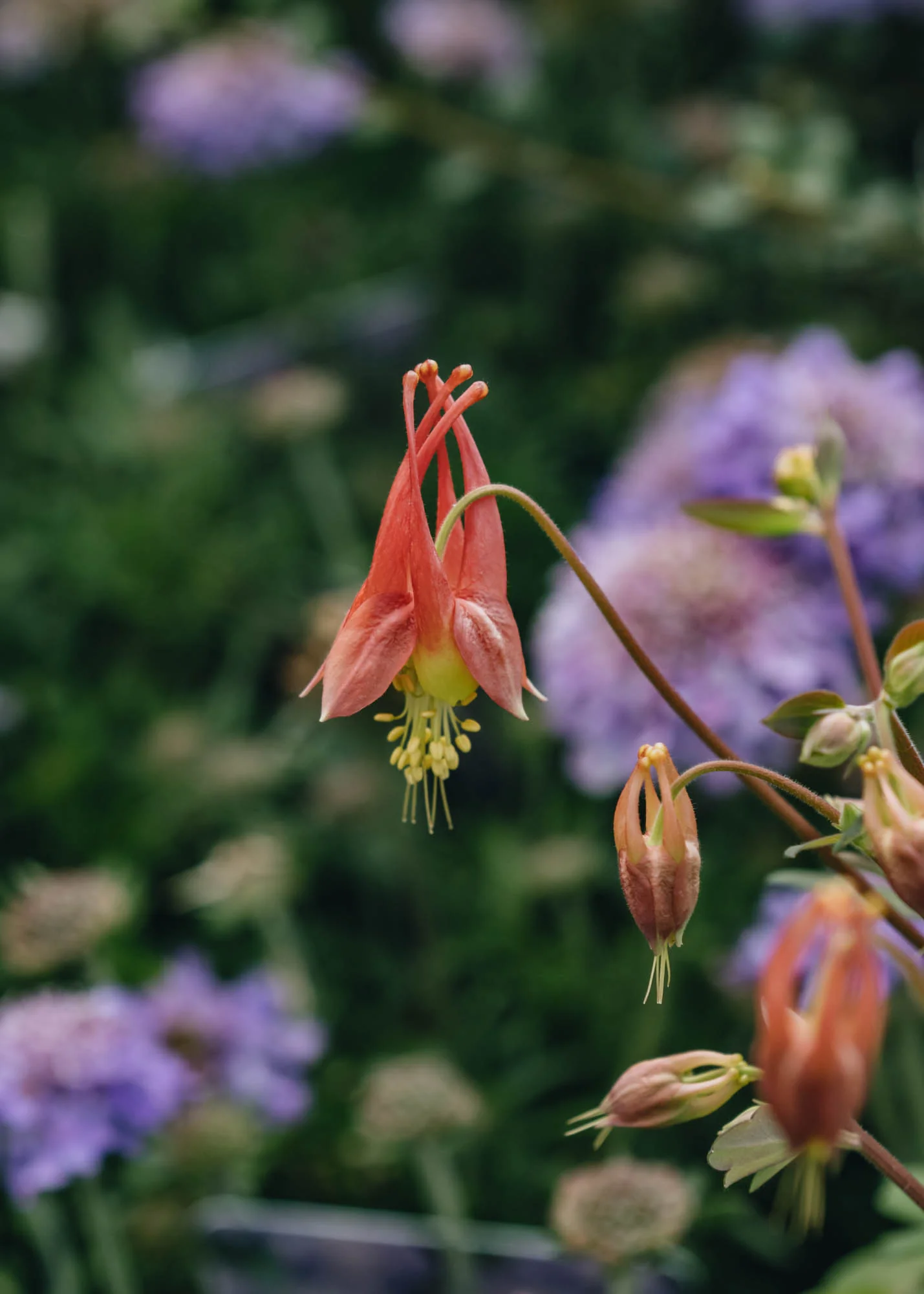 Aquilegia caerulea Rhubarb and Custard, 2L
