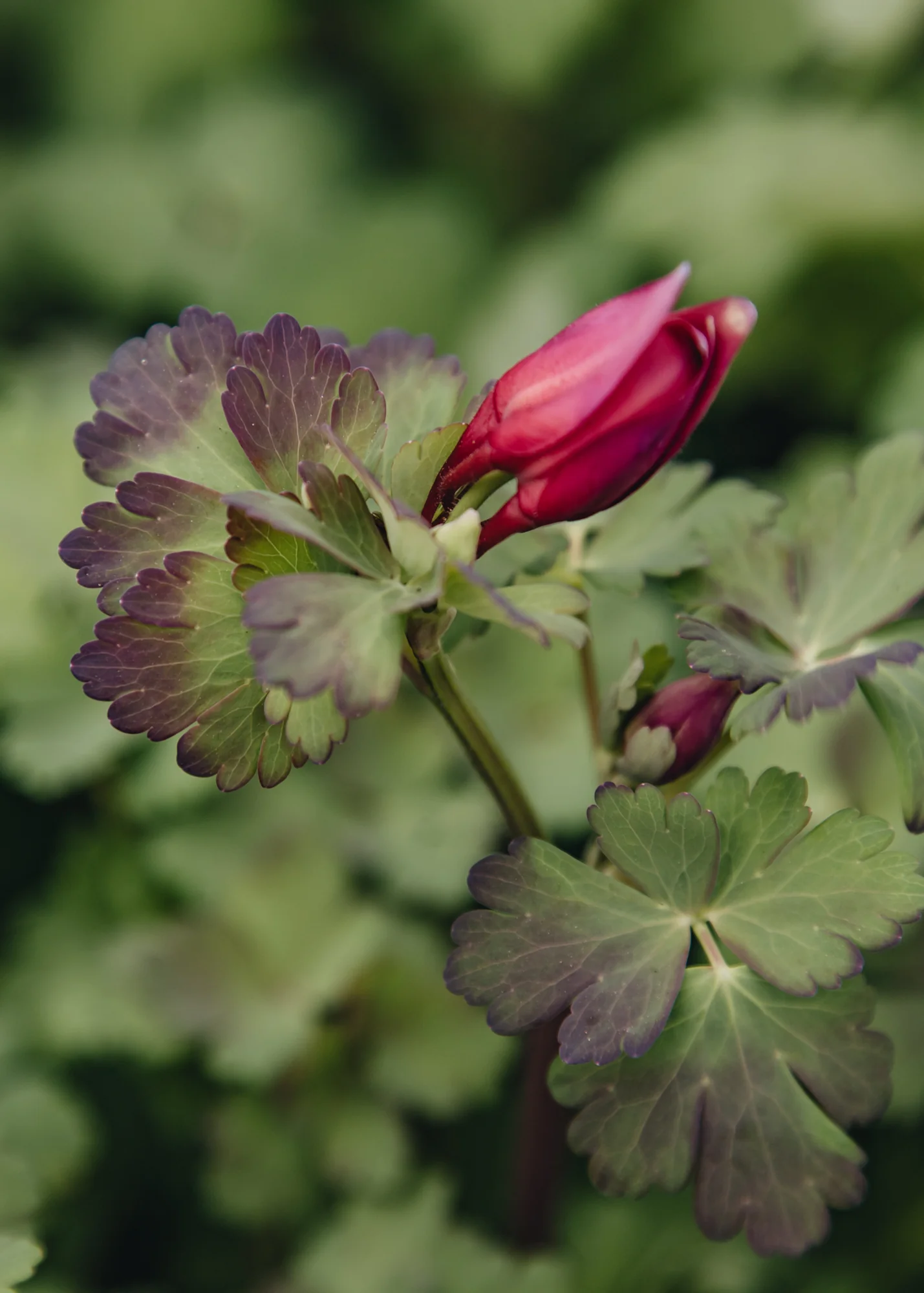 Aquilegia 'Spring Magic Rose and Ivory', 3L - Image 2