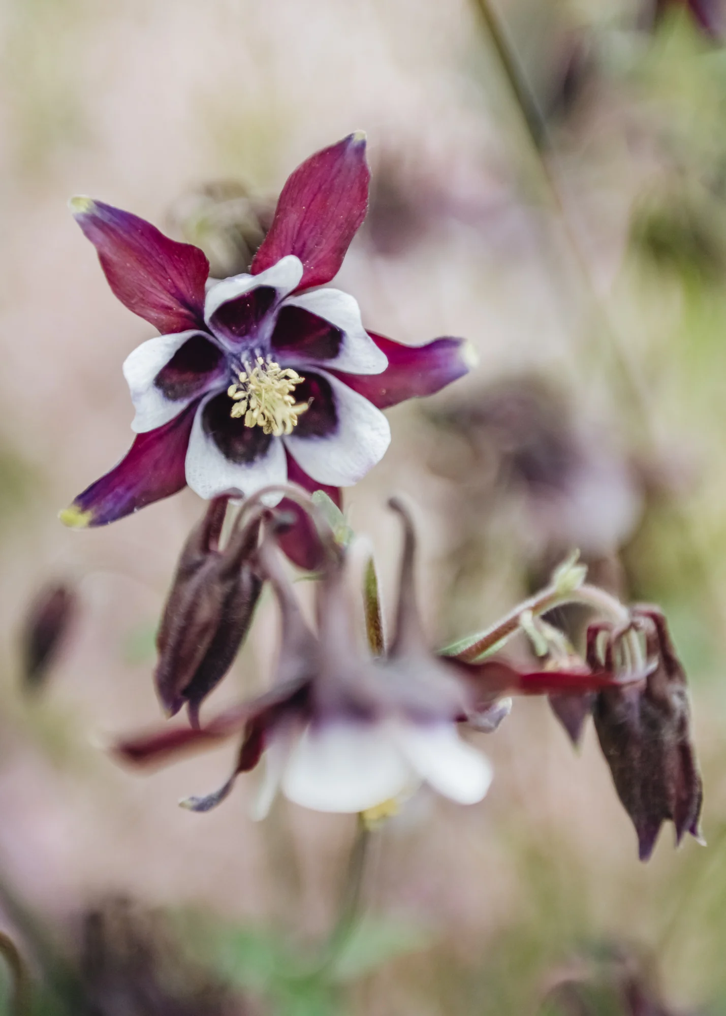 Aquilegia William Guiness, 3L - Image 2