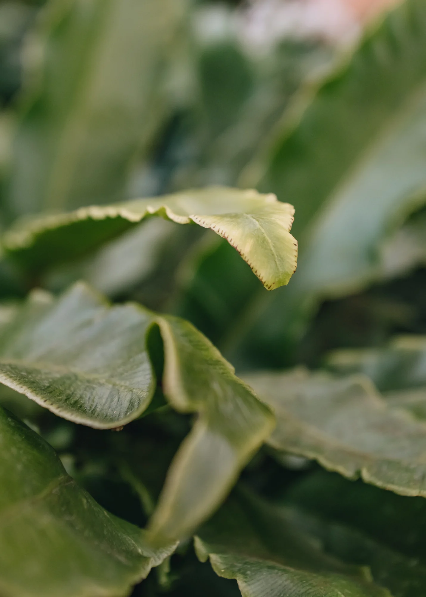 Asplenium scolopendrum 5L - Image 2