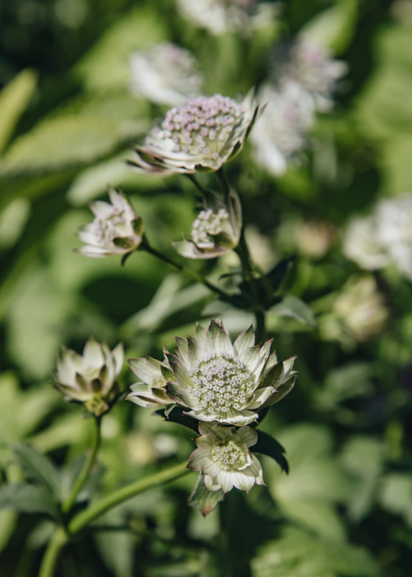 Astrantia major Buckland, 2/3L - Image 2