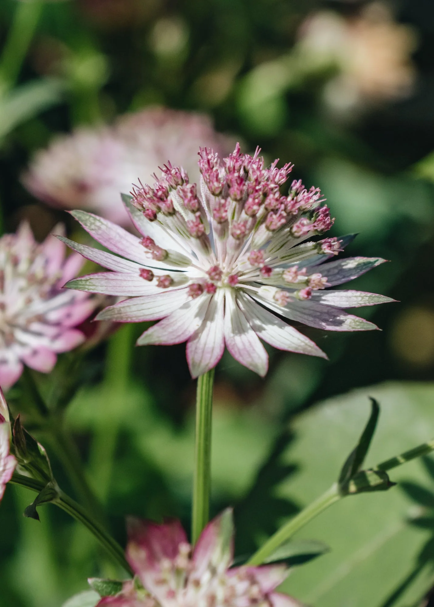 Astrantia × major ‘Roma’, 2L - Image 3