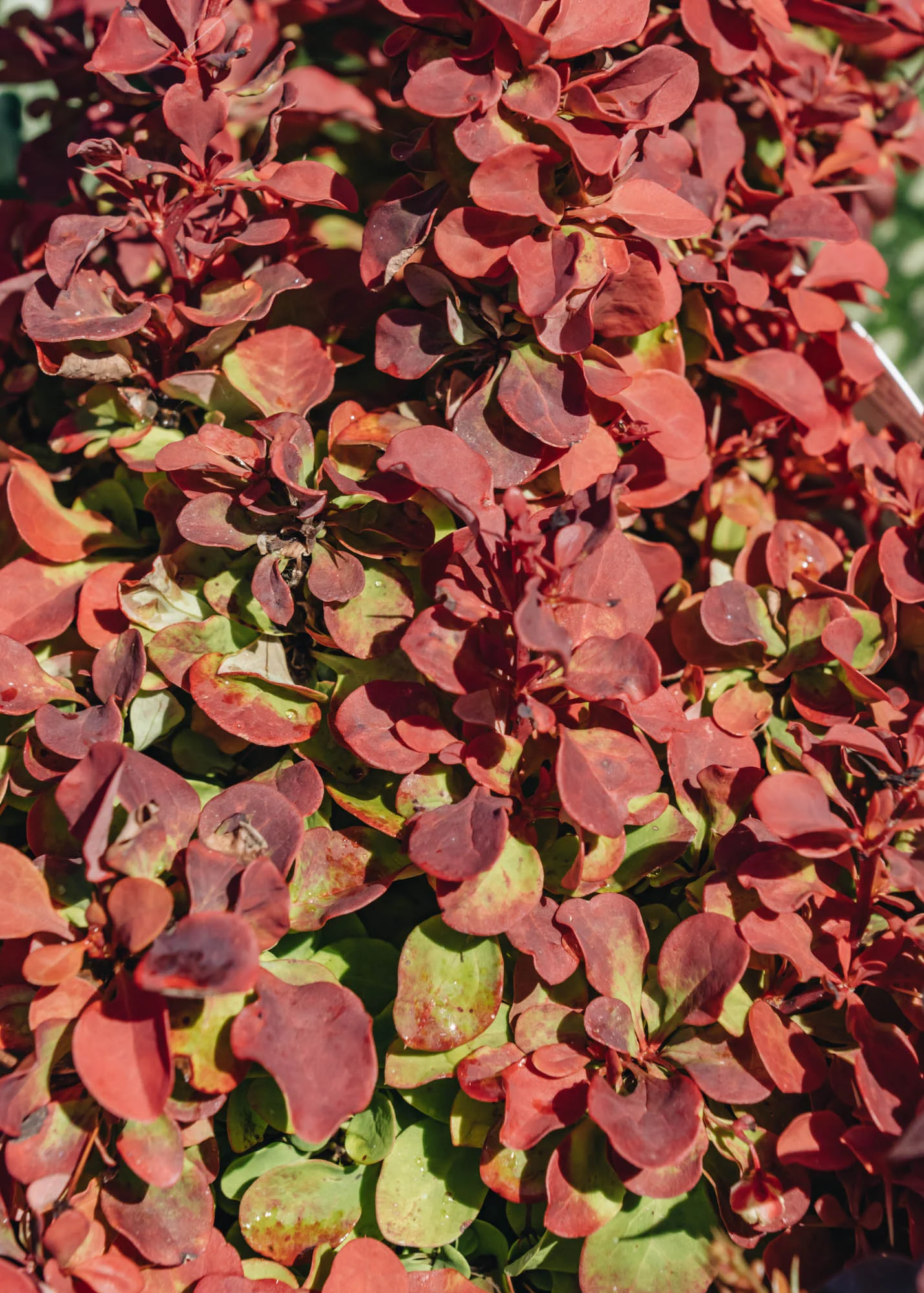 Berberis thunbergii Ruby Star, 3L - Image 2