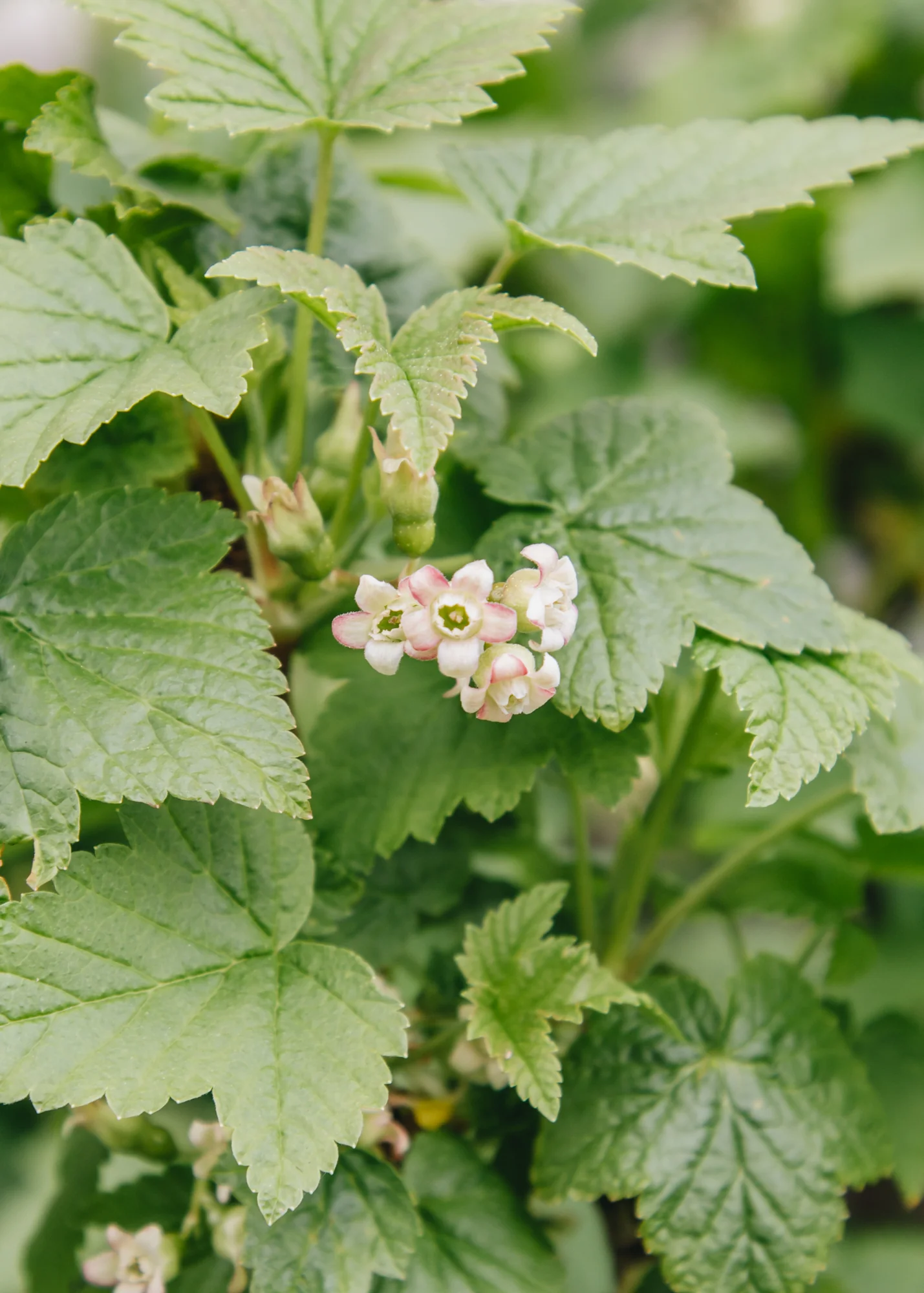 Blackcurrant Cassissima® 'Black Marble'®, 5L
