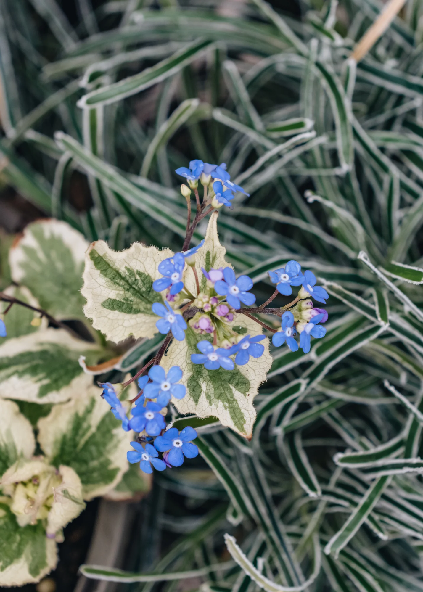 Brunnera 'Dawson's White', 2/3L - Image 2