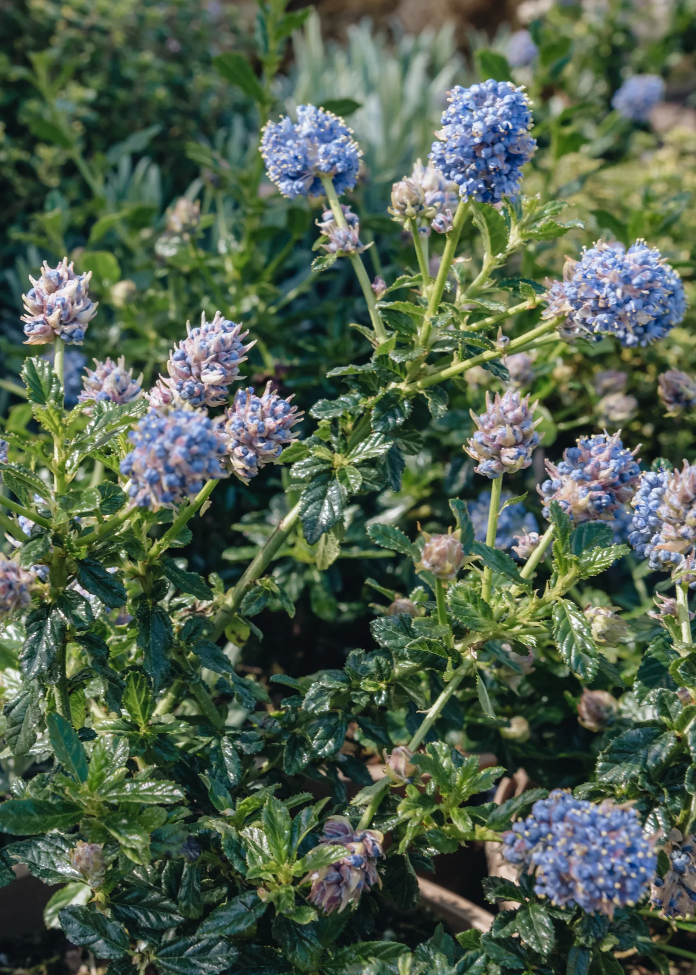 Ceanothus Blue Mound, 3L
