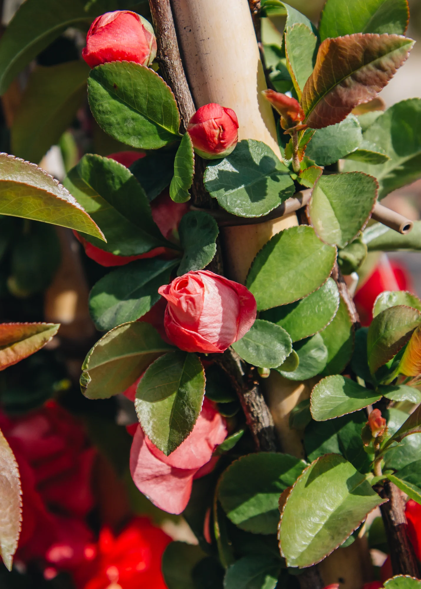 Chaenomeles speciosa Pink Storm, 3L - Image 3