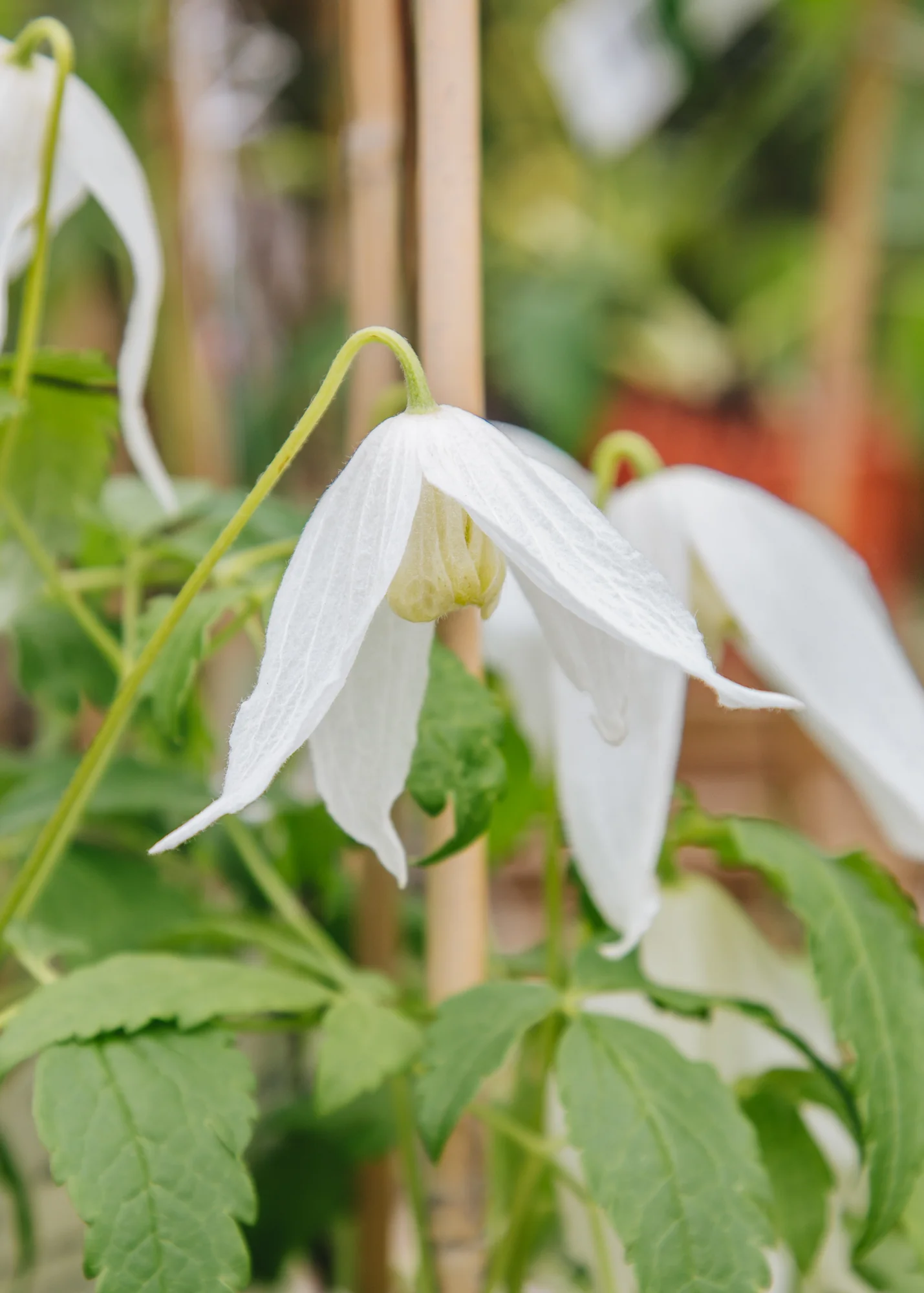 Clematis alpina Mary Whistler, 3L