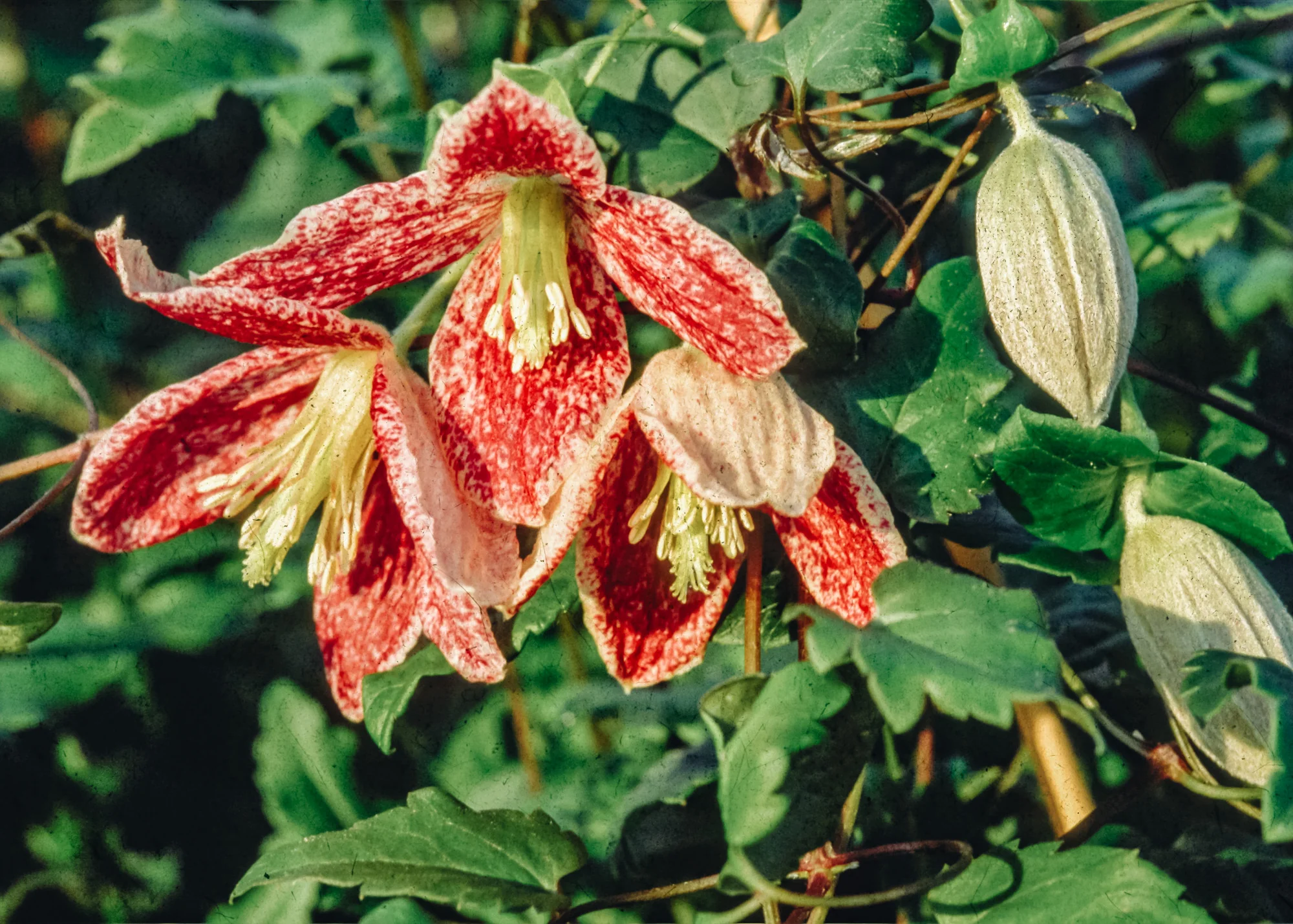 Clematis cirrhosa var. purpurascens 'Freckles', 3L