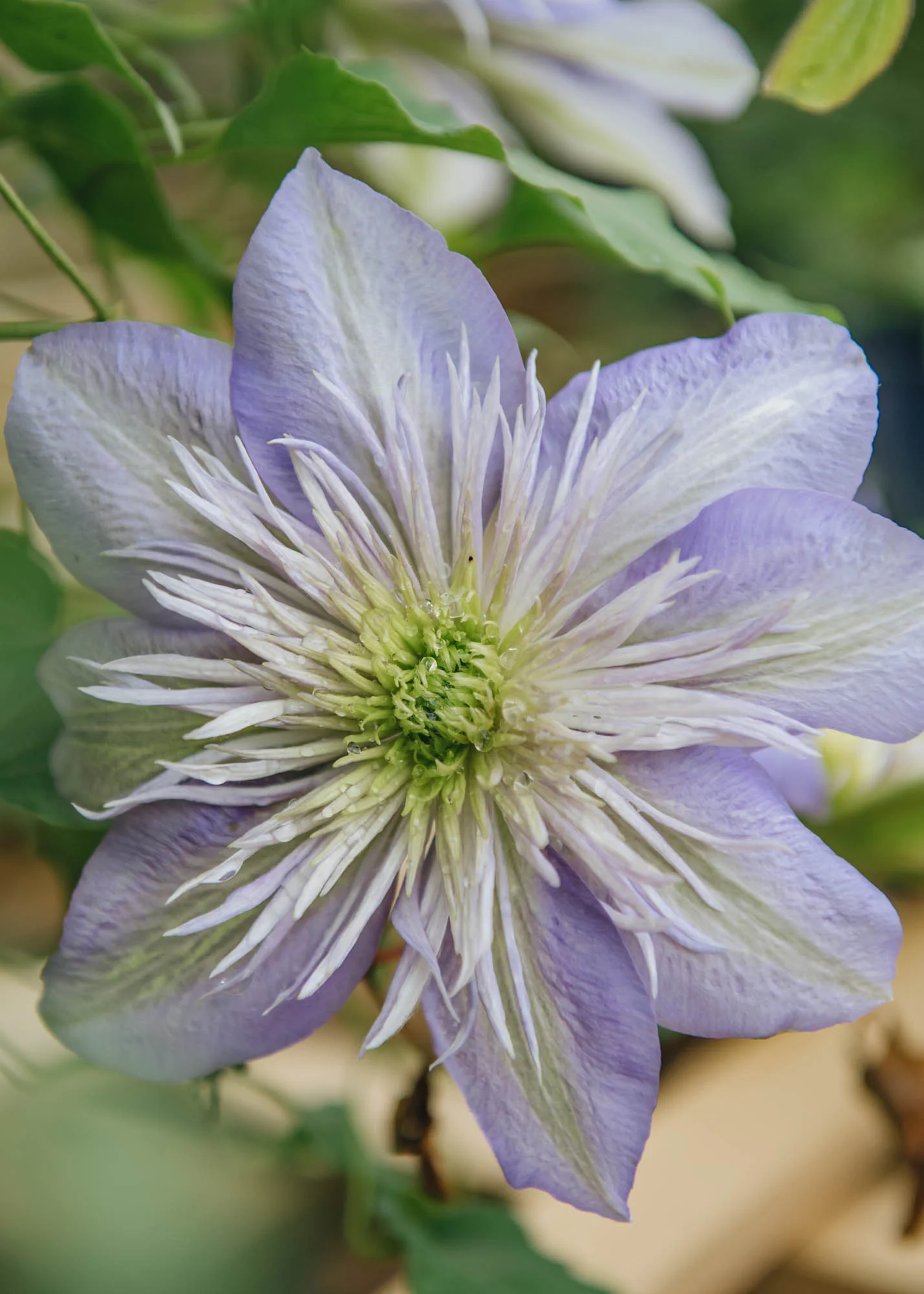 Clematis Crystal Fountain™, 3L - Image 2