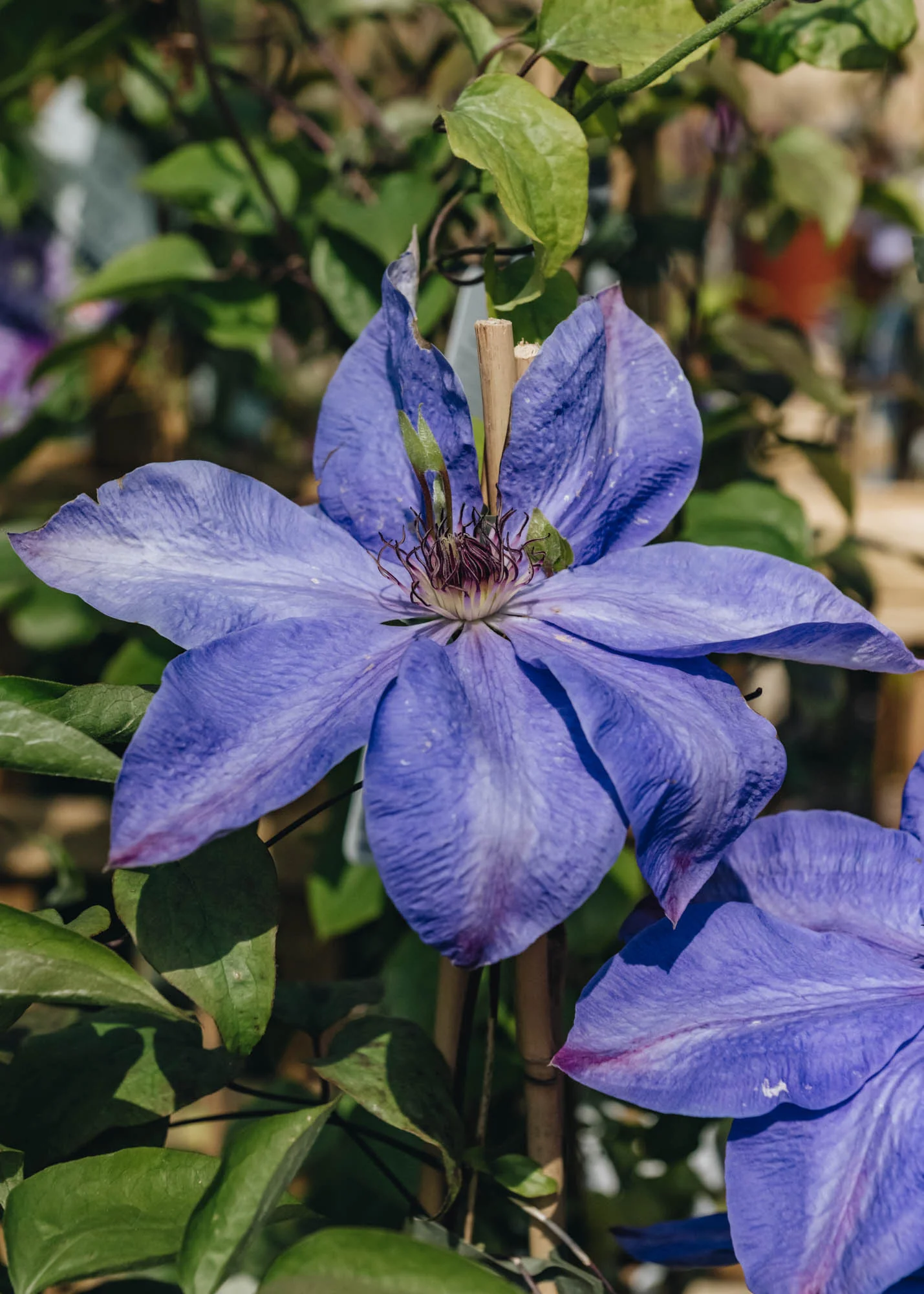 Clematis Elsa Späth, 3L