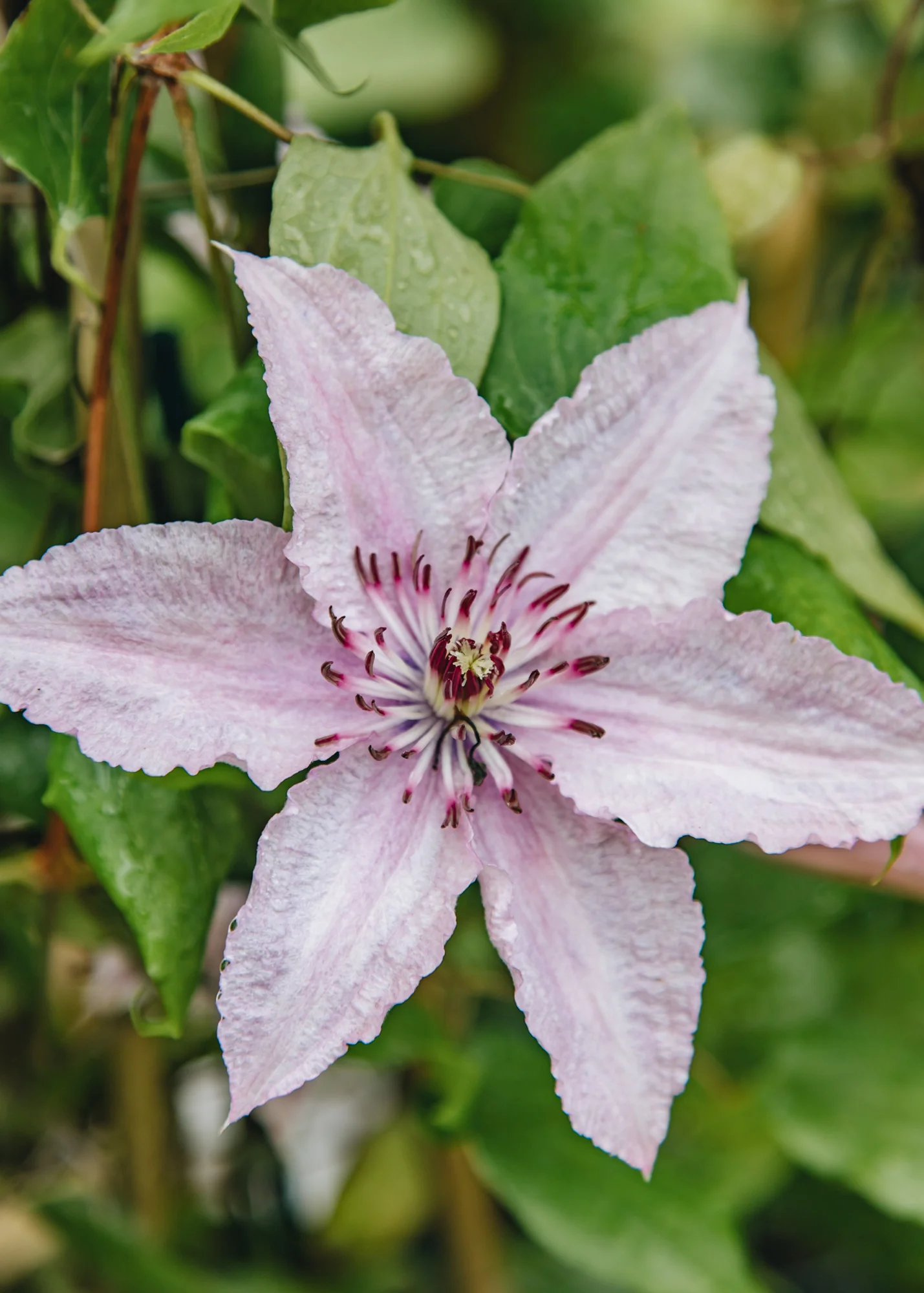 Clematis 'Hagley Hybrid', 3L - Image 2