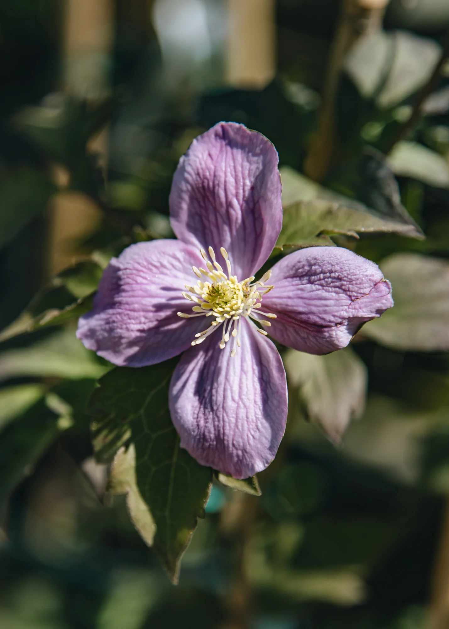 Clematis montana 'Tetrarose', 2L
