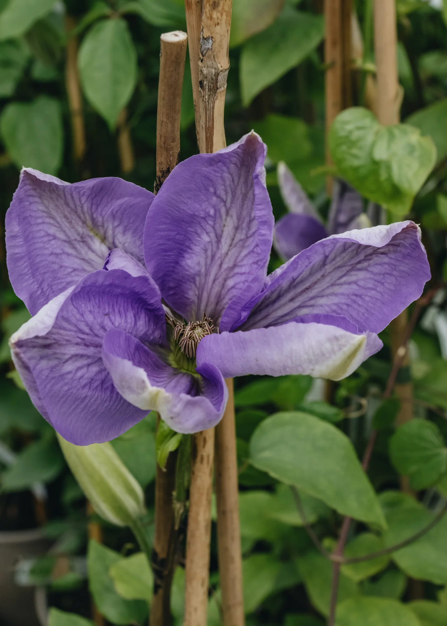Clematis Mrs Charlmondeley, 3L