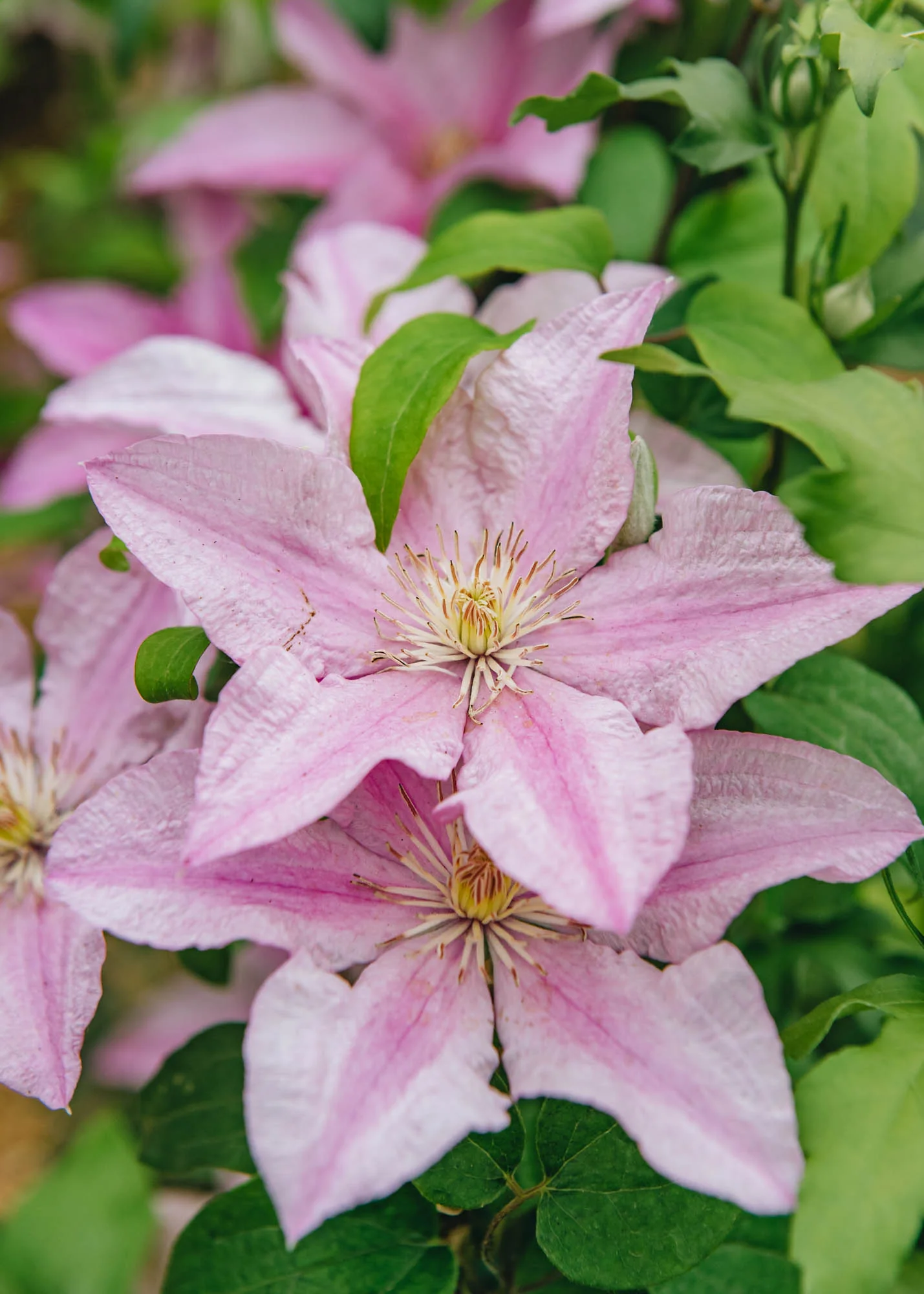 Clematis Sally™, 3L - Image 2
