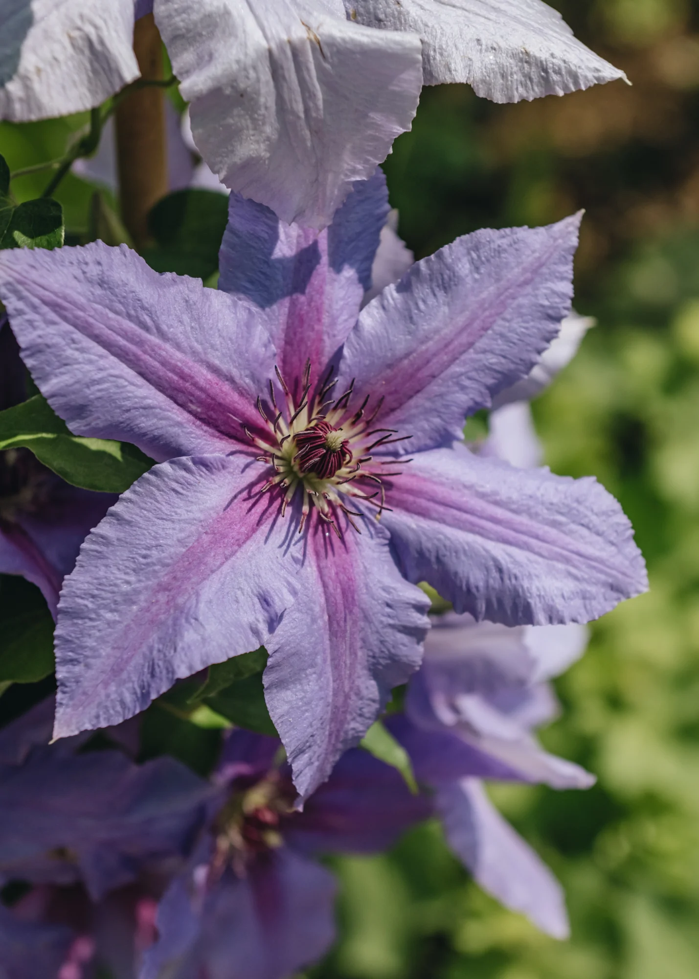 Clematis Tumaini™, 3L