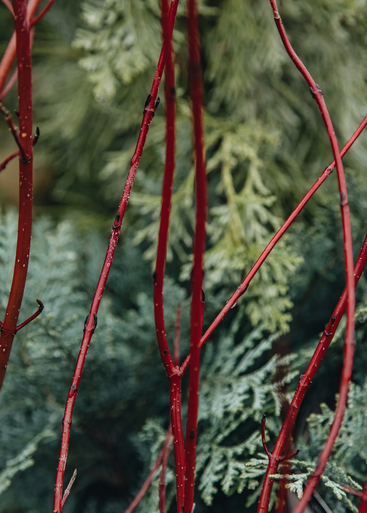 Cornus alba 'Miracle', 3L