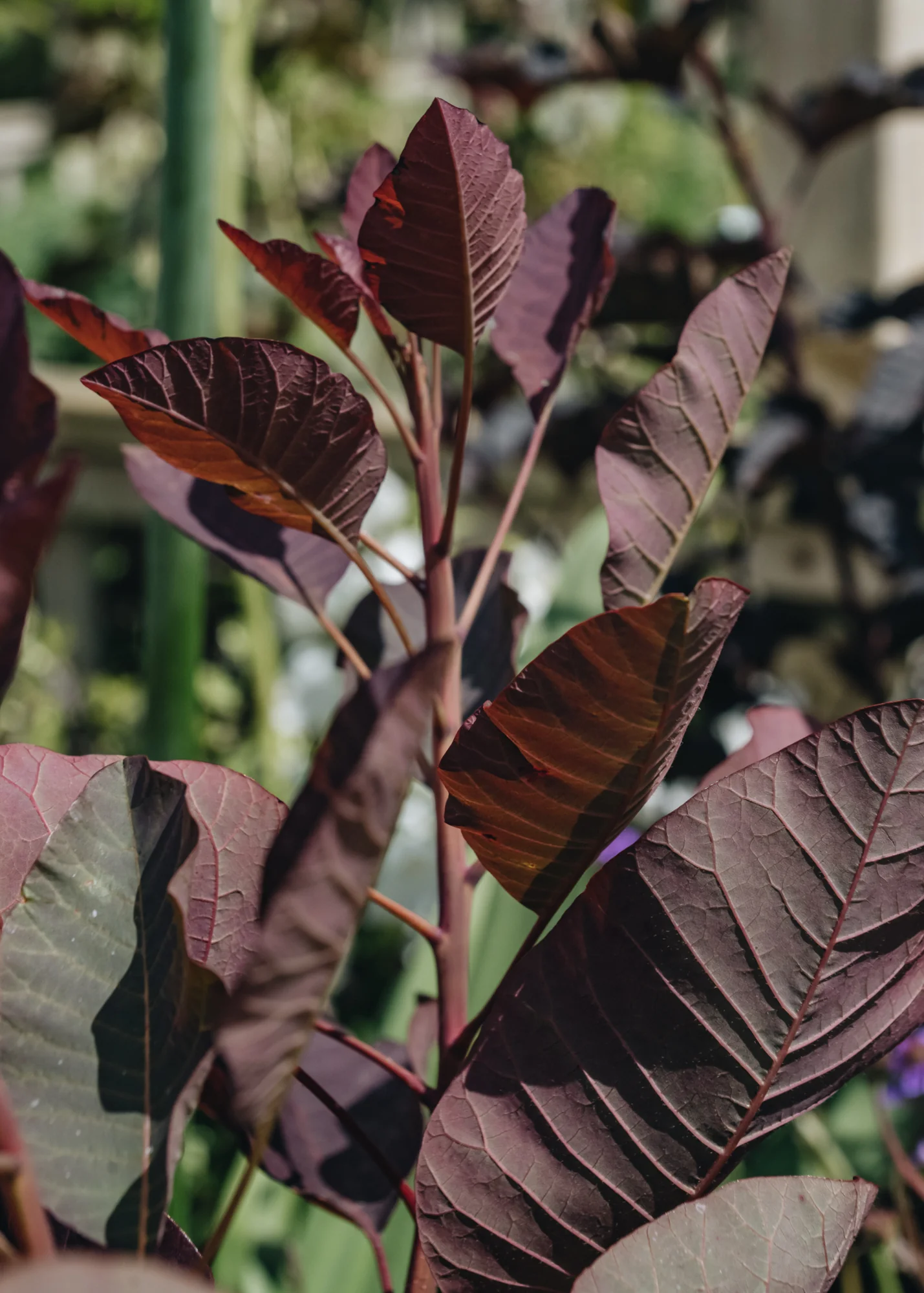 Cotinus coggyria Ruby Glow, 3L