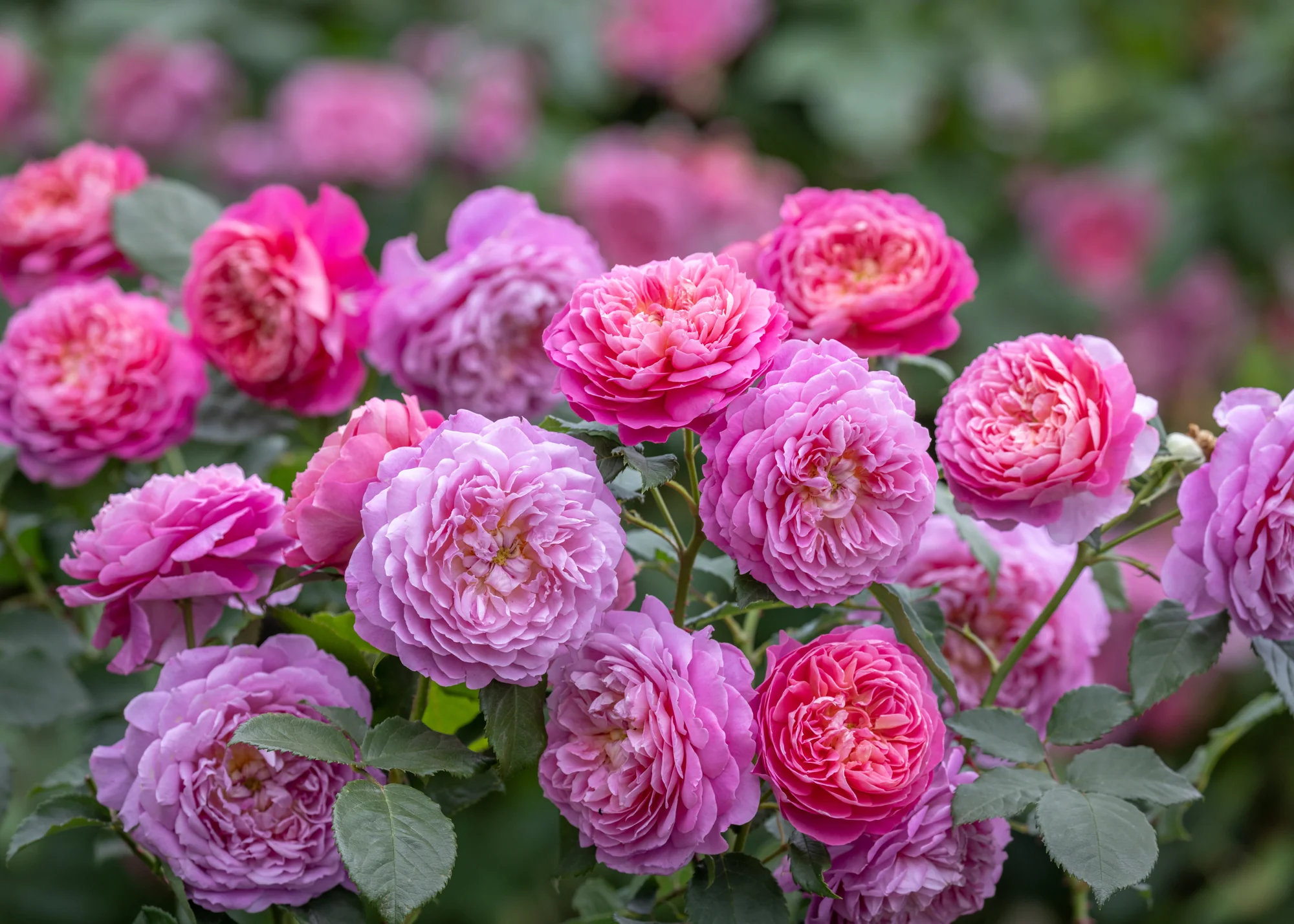 Rosa Emma Bridgewater™