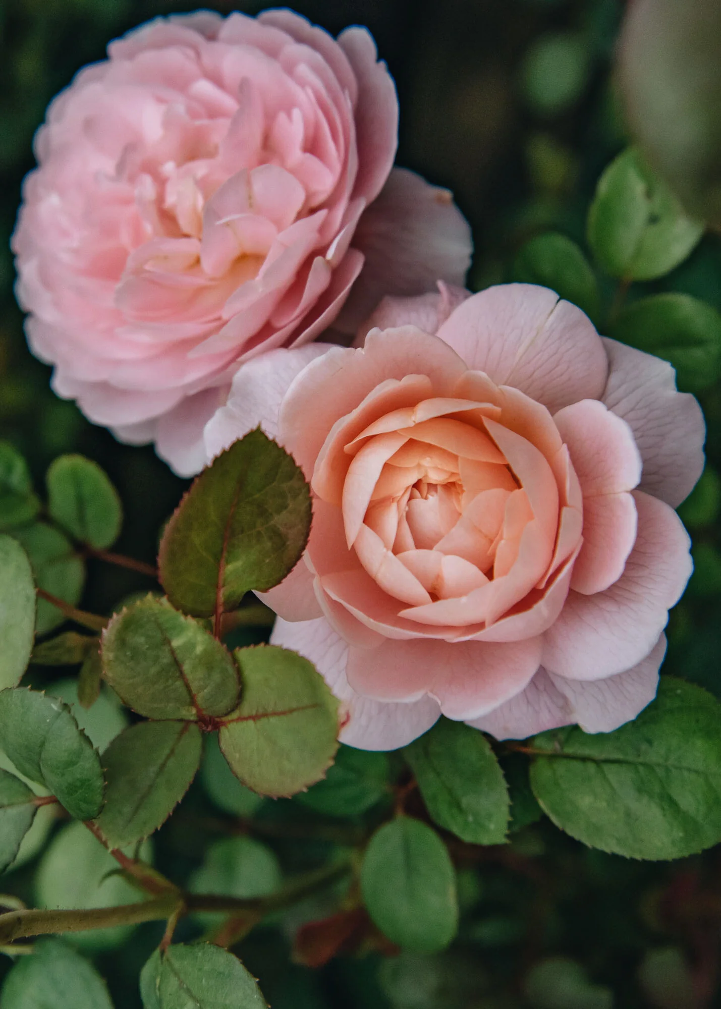 Rosa Queen of Sweden®, 15L