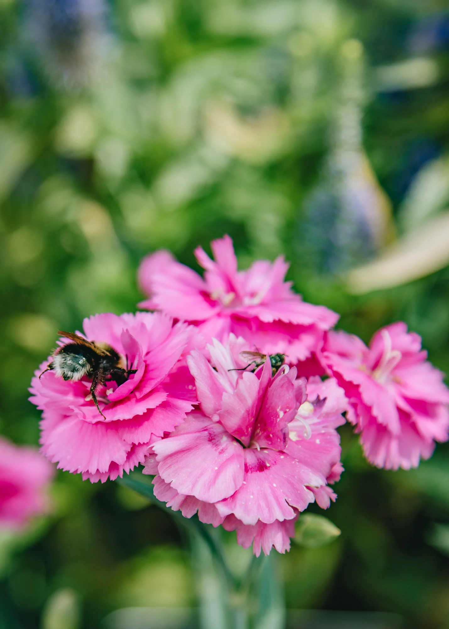 Dianthus 'Tickled Pink', 1.5L - Image 2