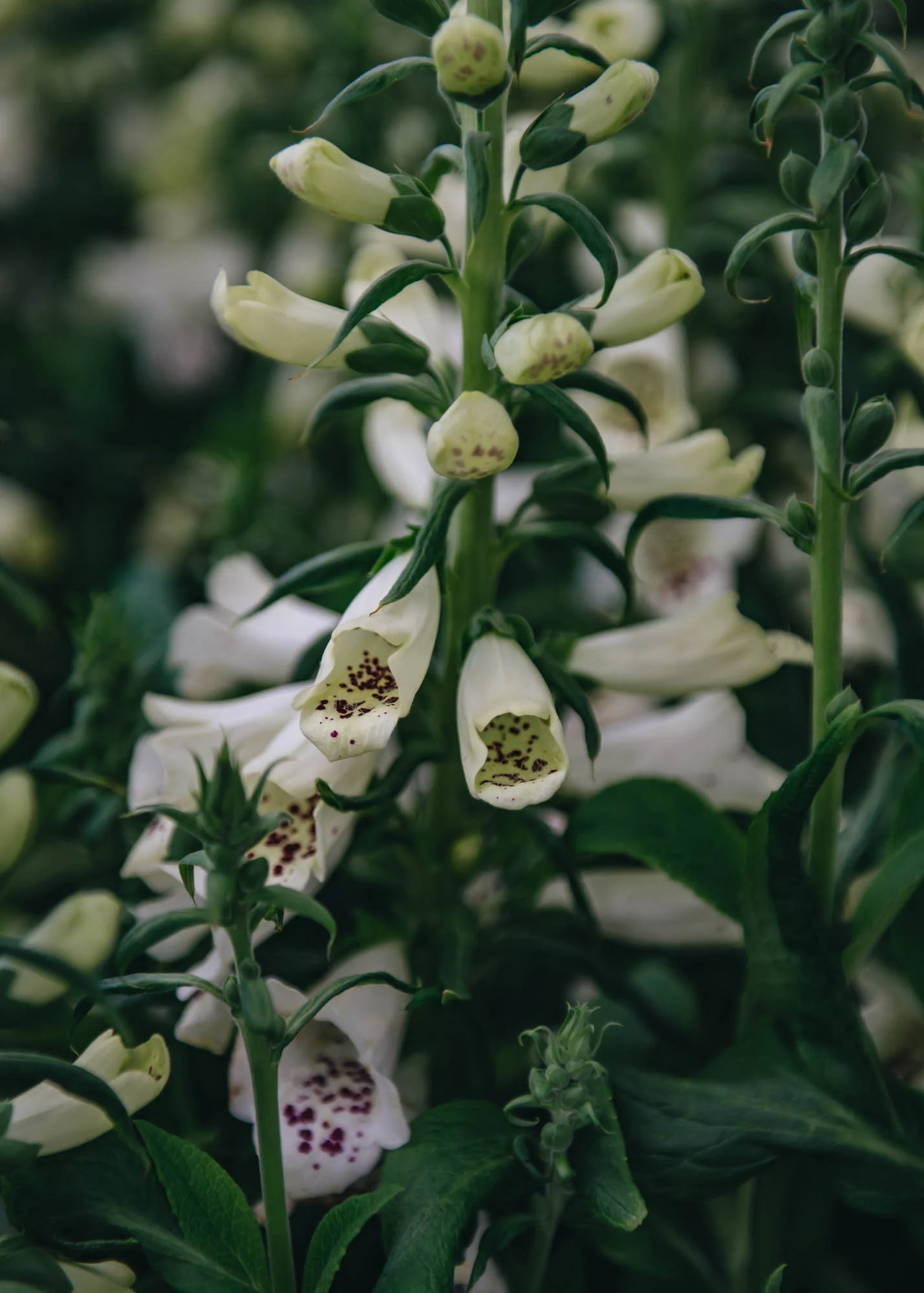 Digitalis 'Dalmatian White', 5L - Image 2