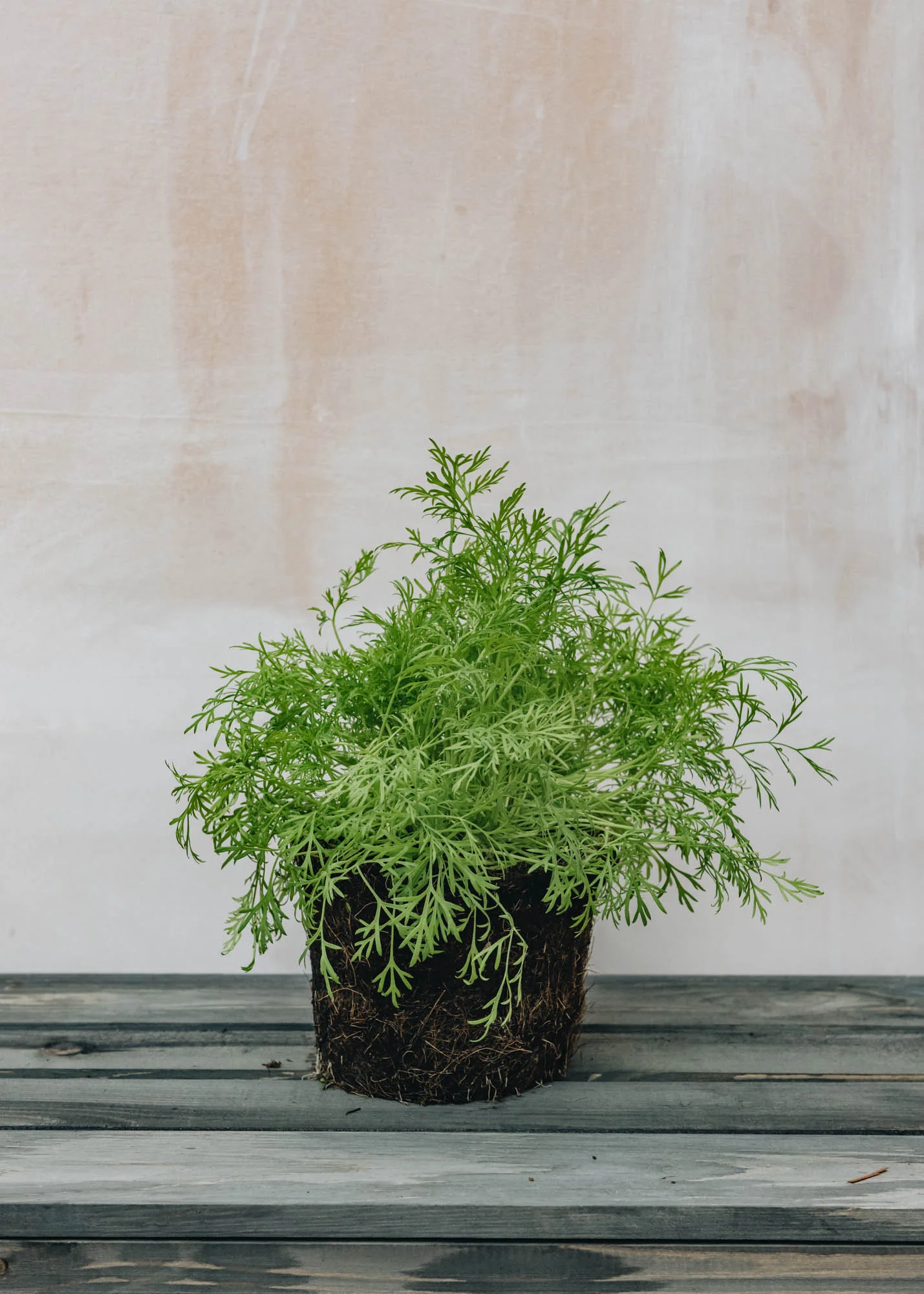Dill, 1L