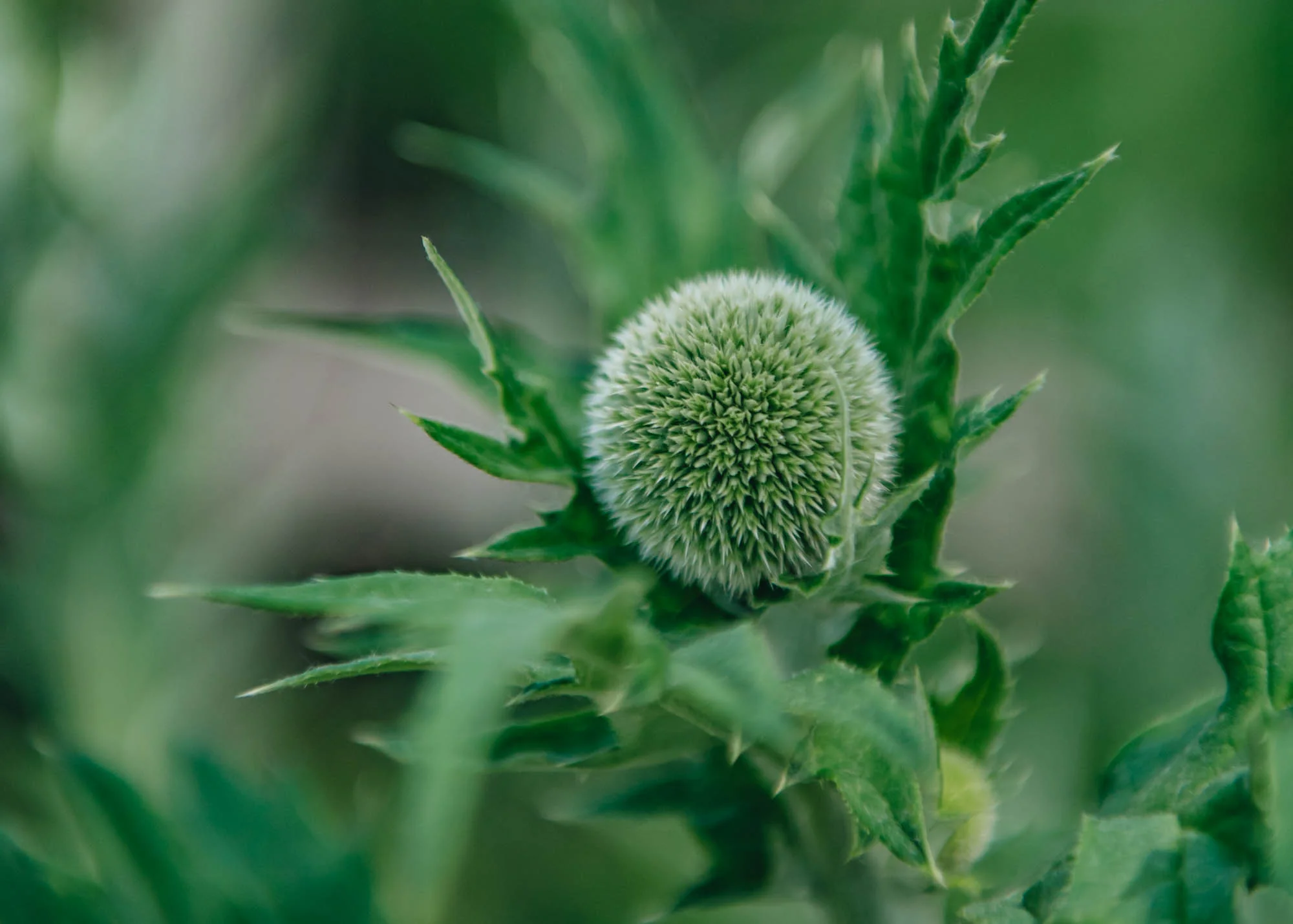 Echinops Taplow Blue, 2/3L - Image 2