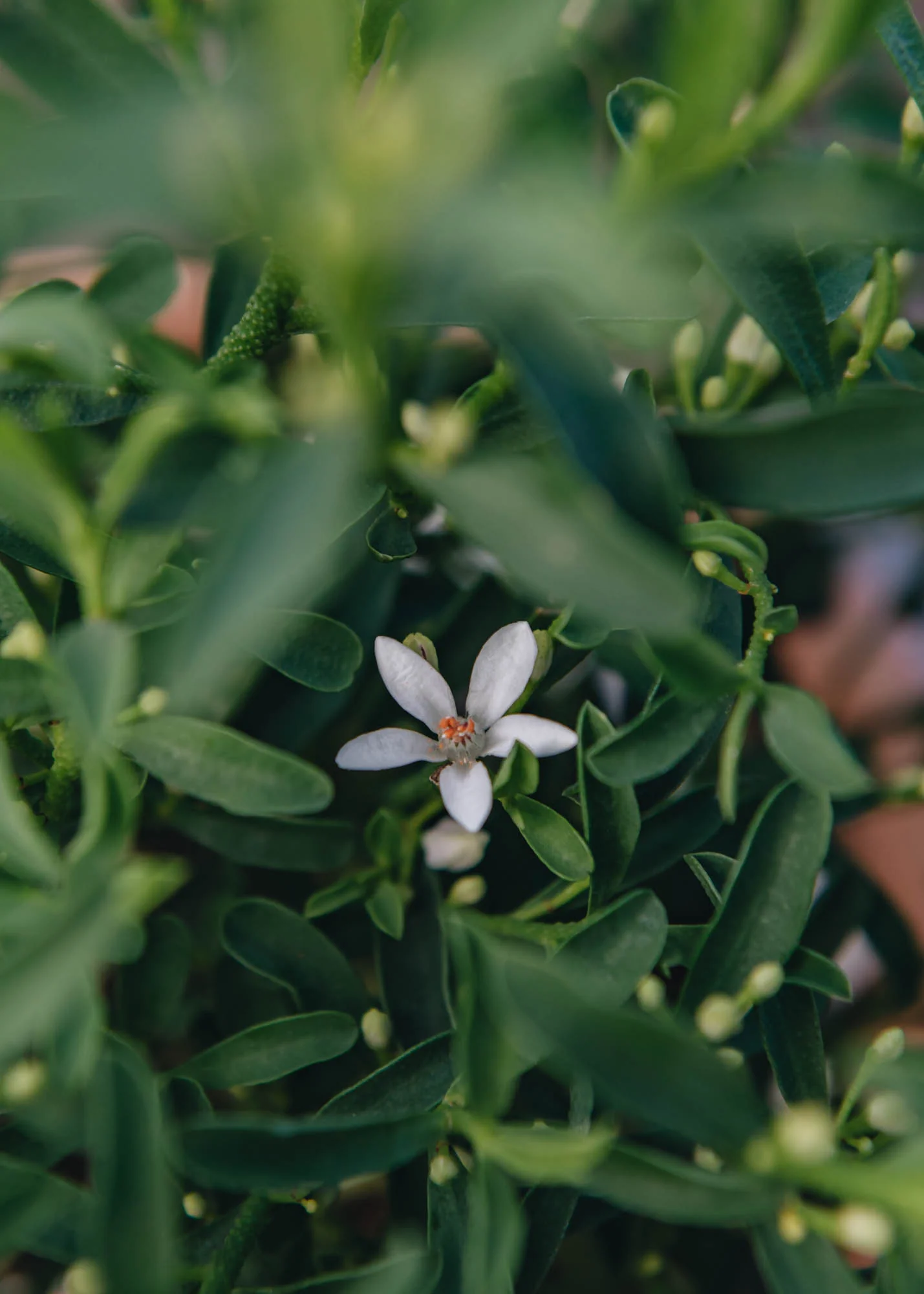 Eriostemon myoporoides 'Flower Girl White', 1.5L