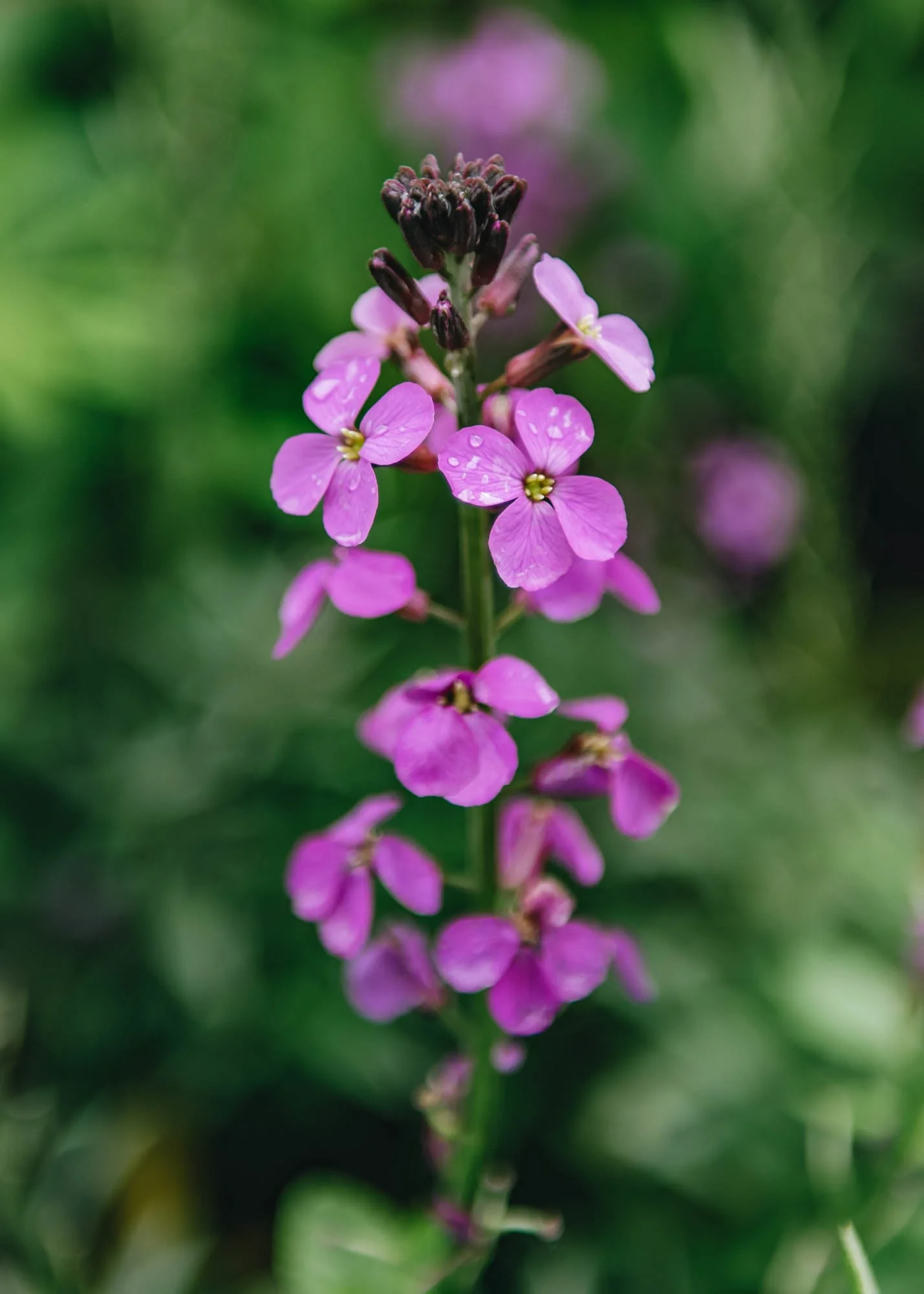 Erysimum Bowles's Mauve AGM, 2L - Image 2