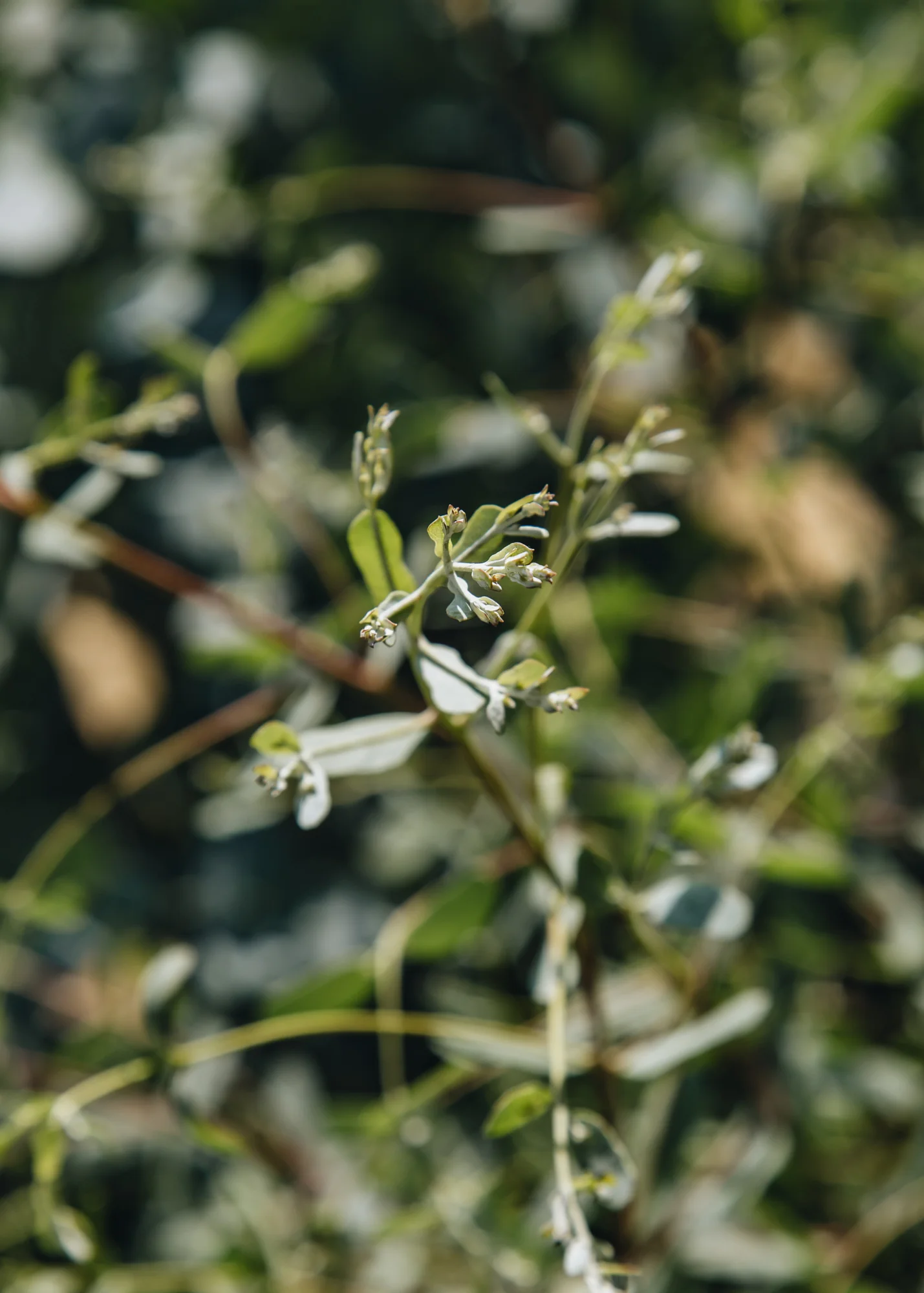 Eucalyptus Gunnii 'France Blue' (Bleu), 3L