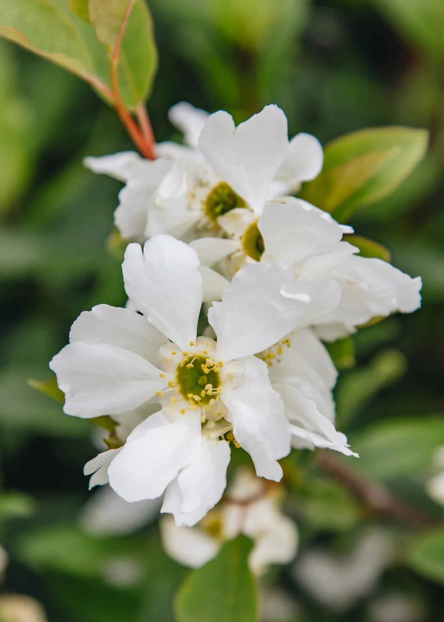 Exochorda macrantha Lotus Moon, 3L