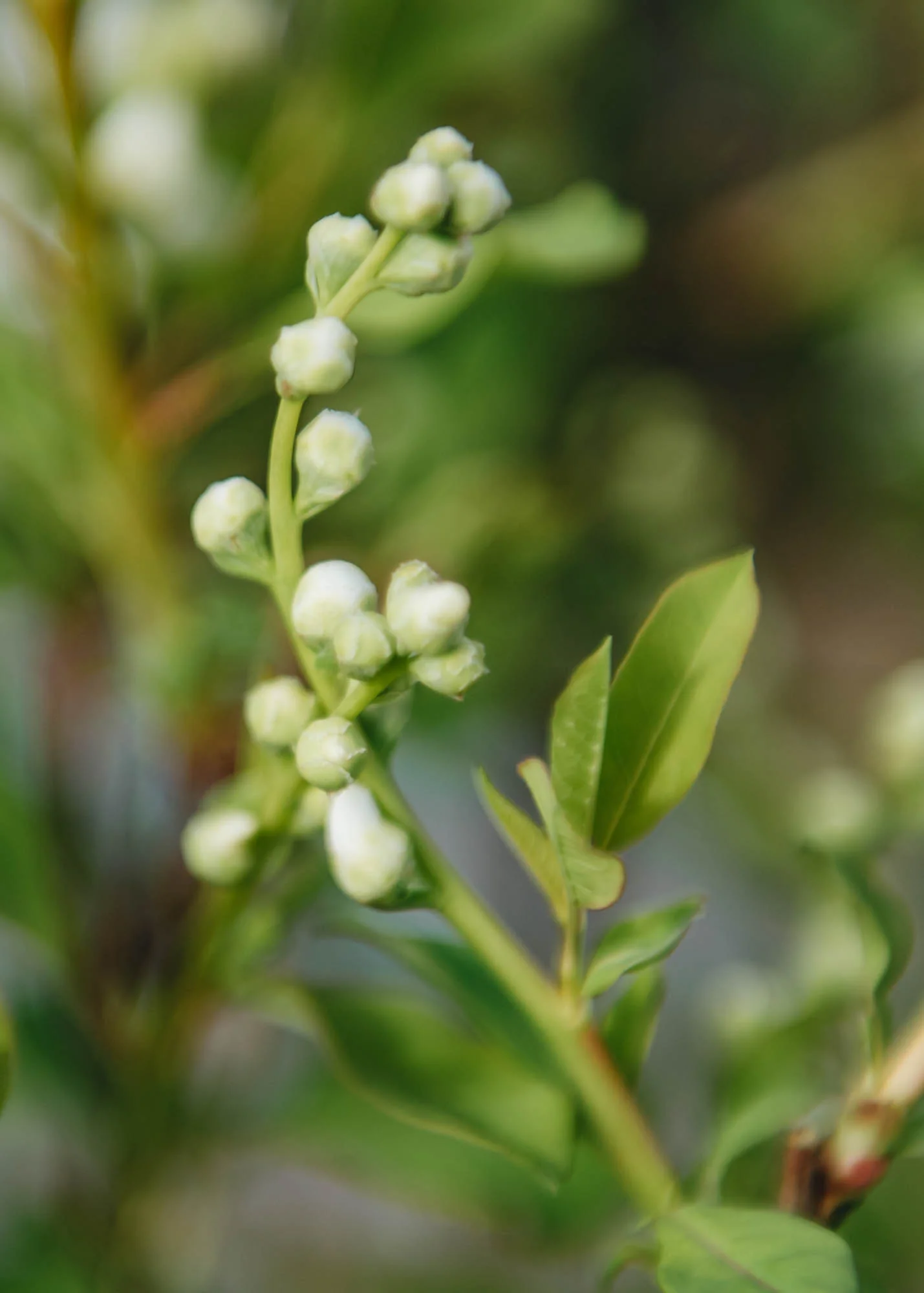 Exochorda racemosa Magical Springtime, 3L - Image 2