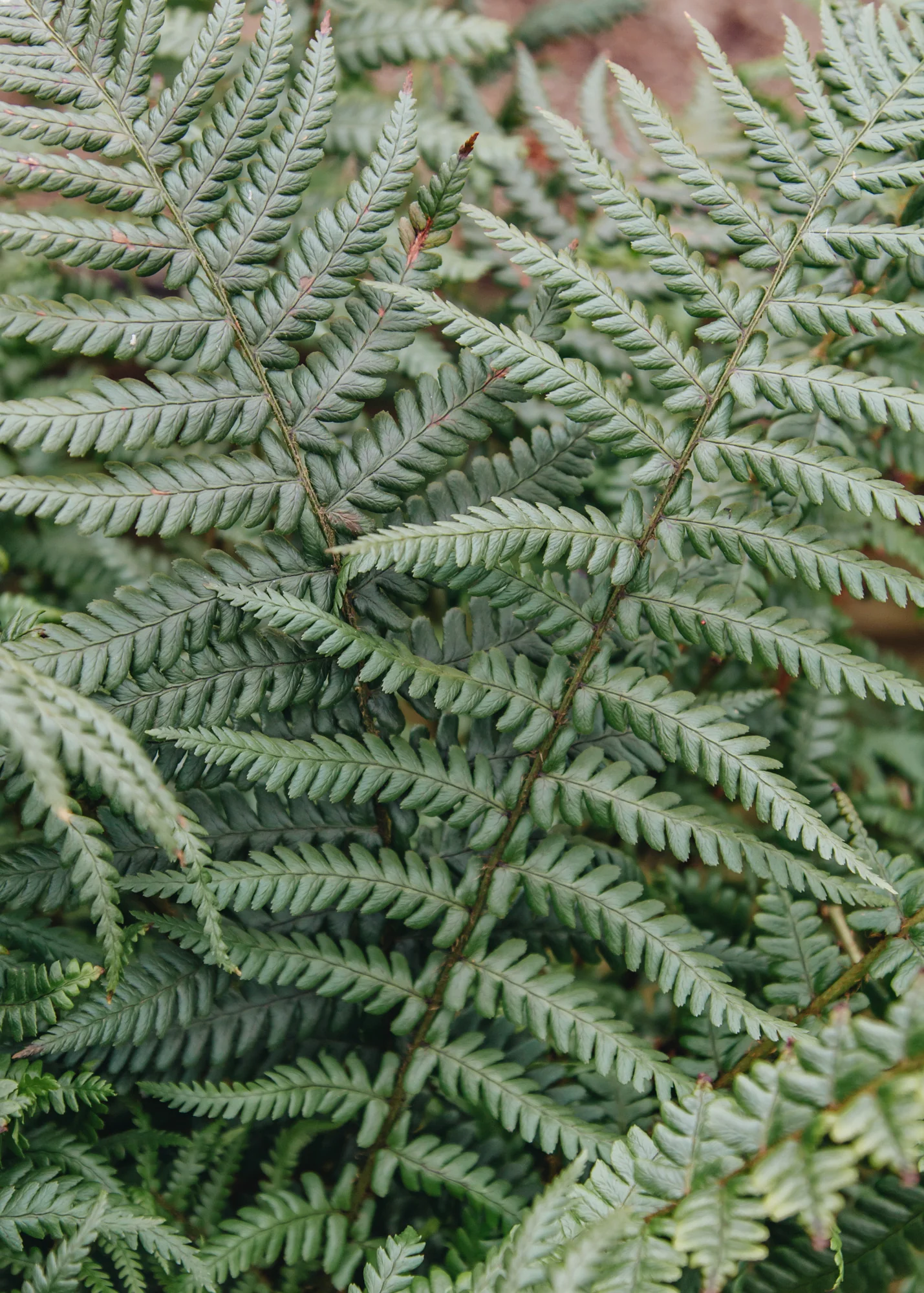 Dryopteris Affinis, 5L
