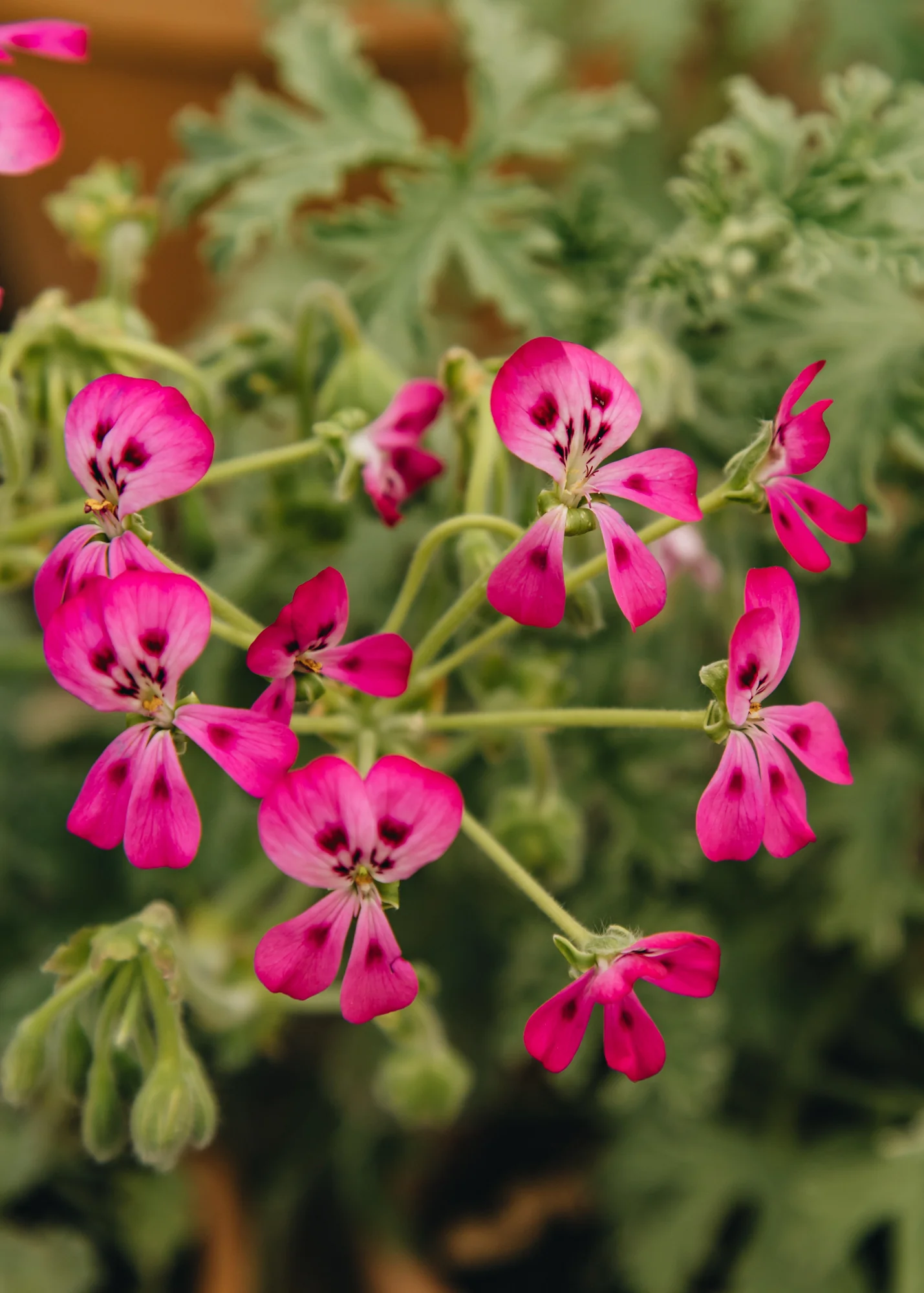 Pelargonium echinatum 'Mrs Stapleton' in Terracotta Pot - Image 2