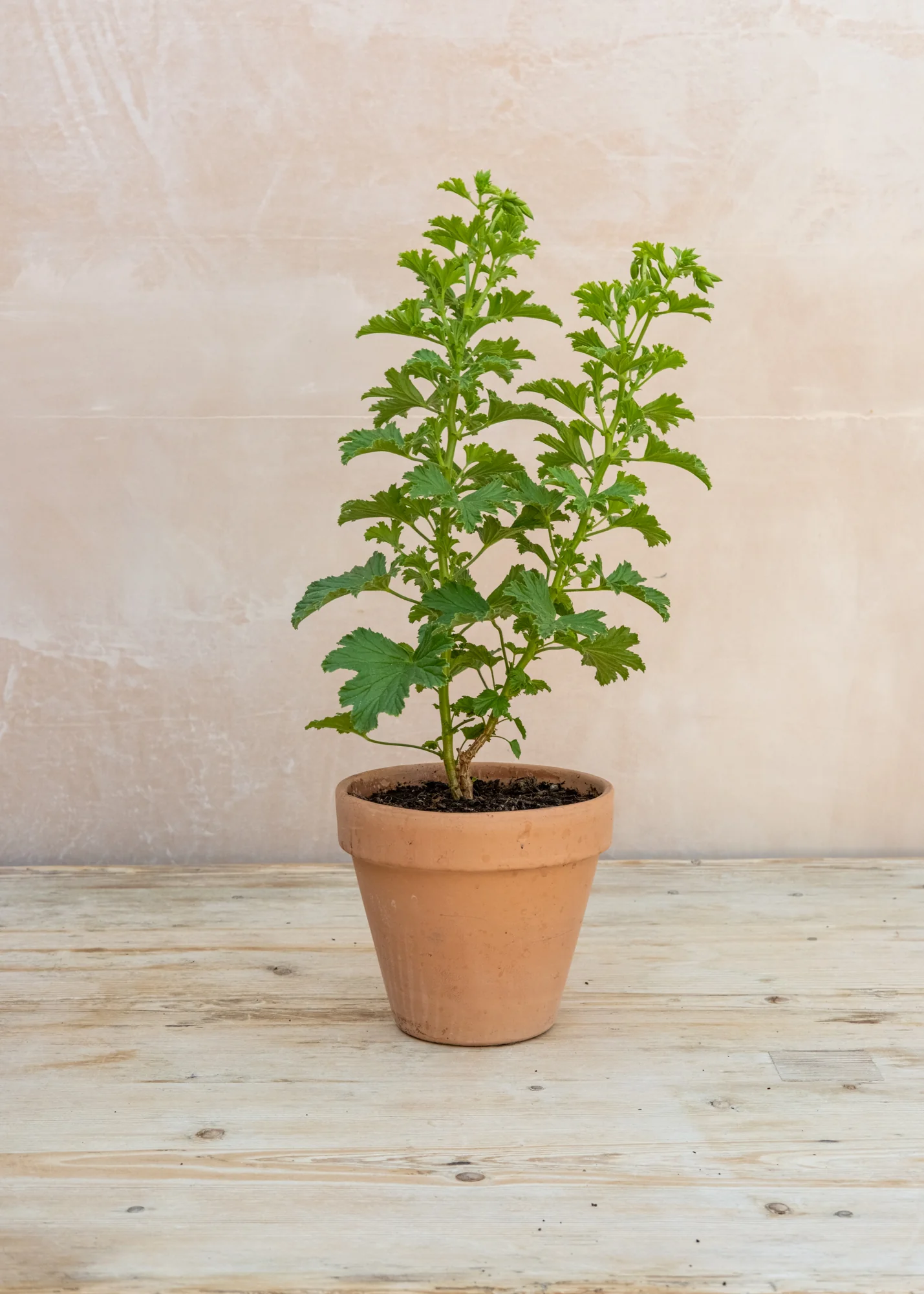 Pelargonium 'Frensham' in Terracotta Pot