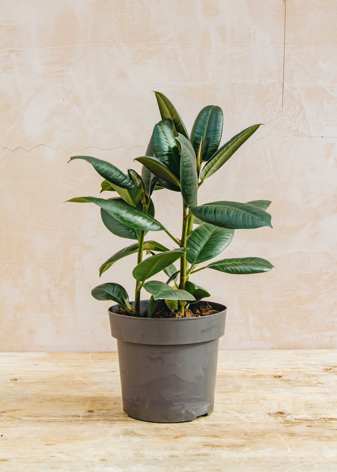 Ficus elastica Robusta - Image 2
