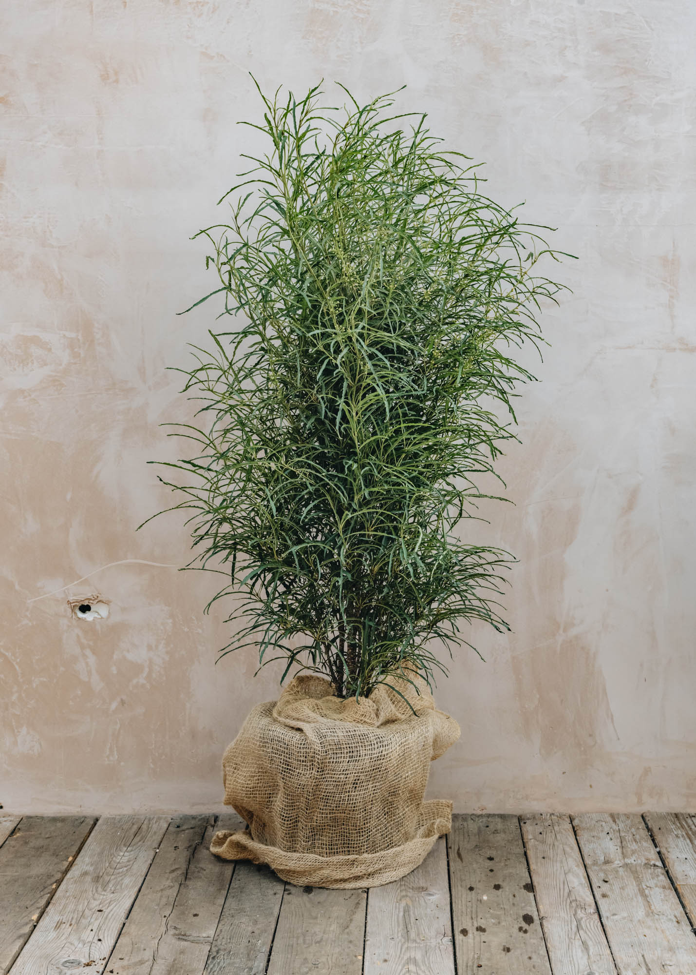 Frangula Alnus Fine Line, 20L - Image 2