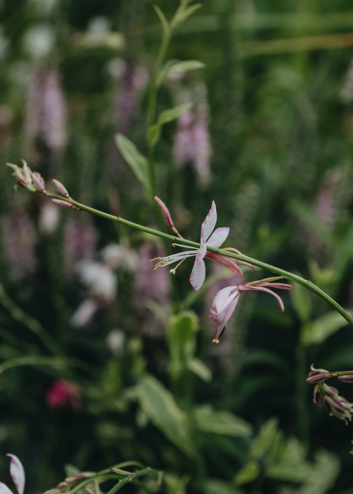 Gaura lindheimeri Freefolk Rosy, 2/3L - Image 2