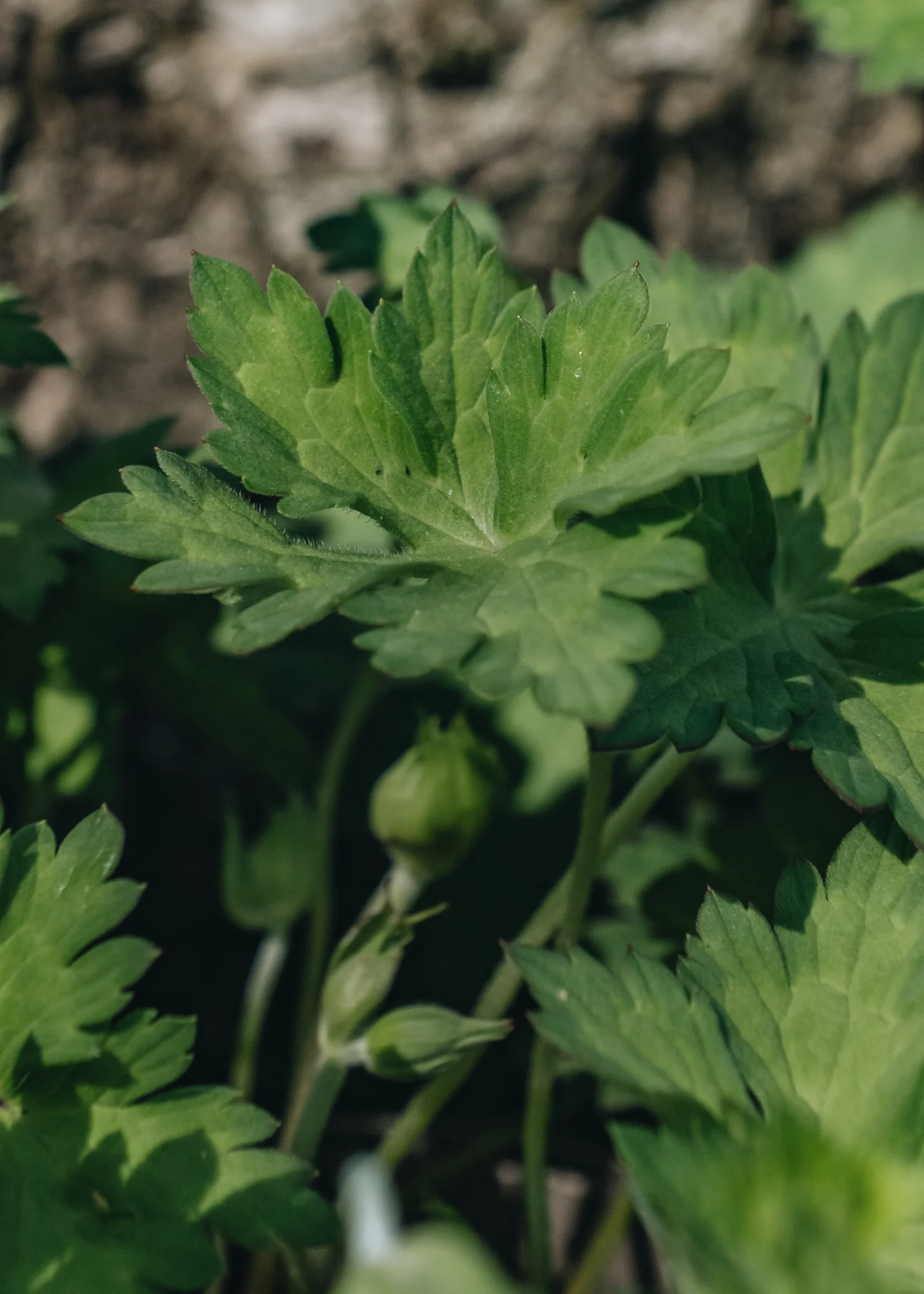 Geranium Azure Rush, 2/3L - Image 2