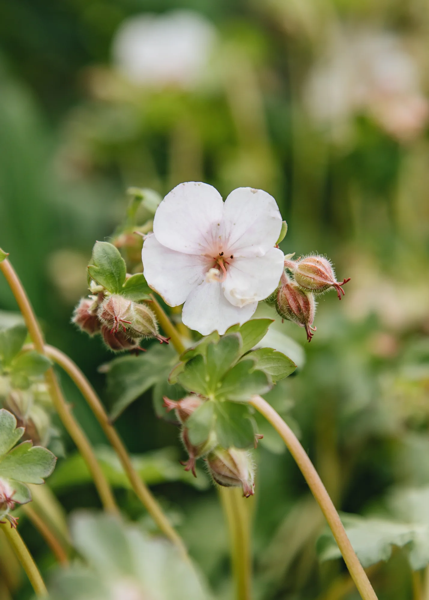 Geranium × cantabrigiense ‘St Ola’, 3L