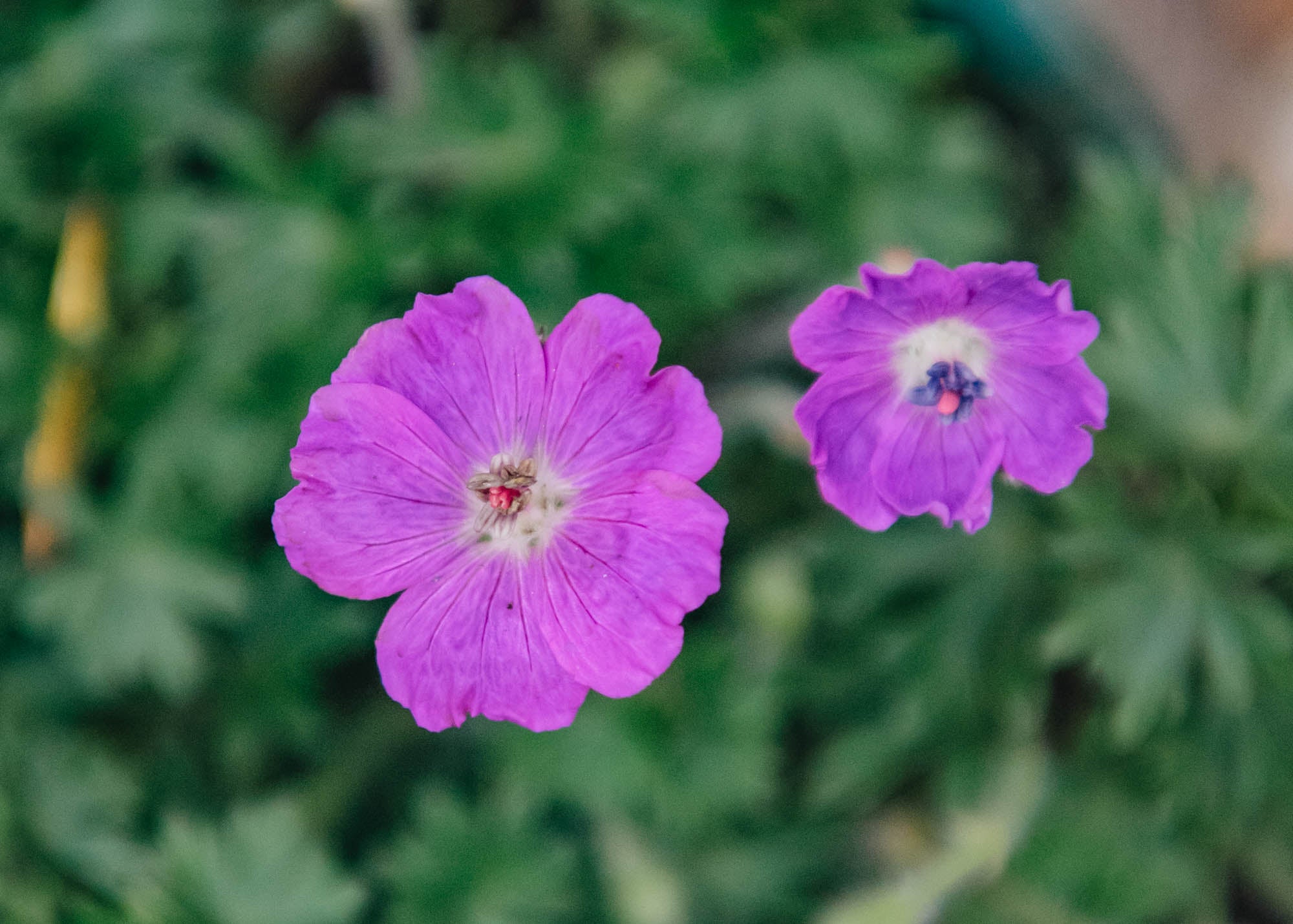 Geranium 'Max Frei', 2/3L