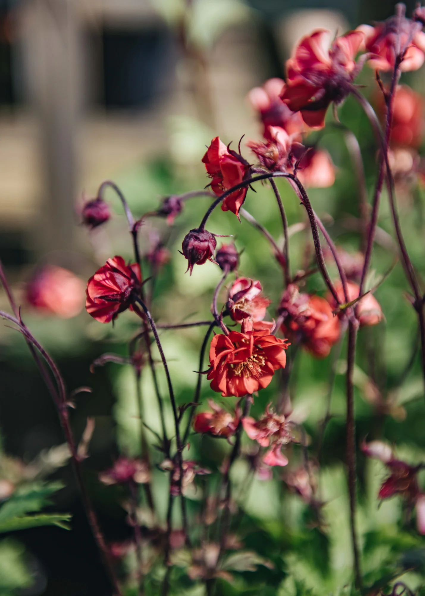 Geum Flames Of Passion, 2L