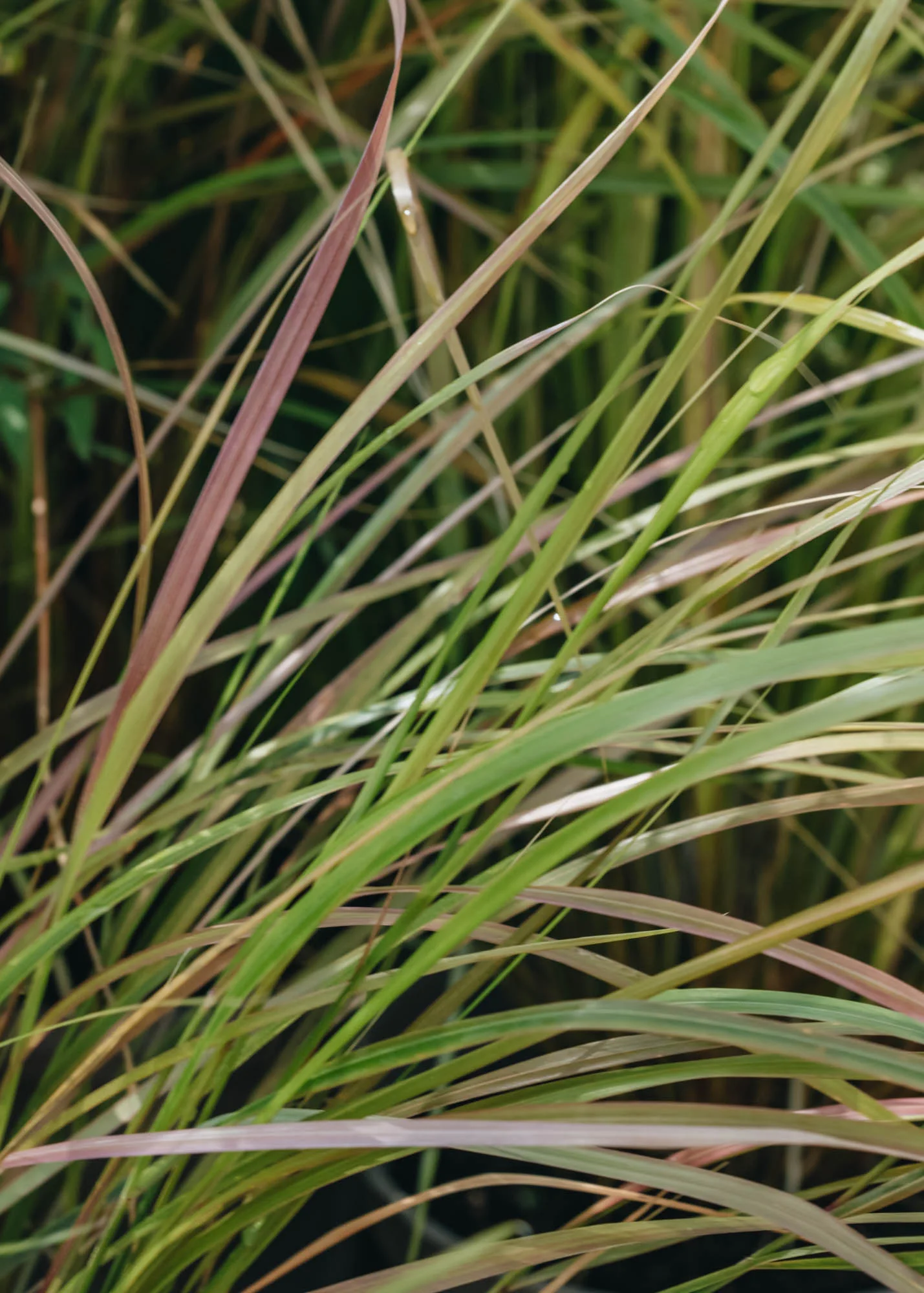 Anemanthele lessoniana,(syn Stipa Arundinacea)